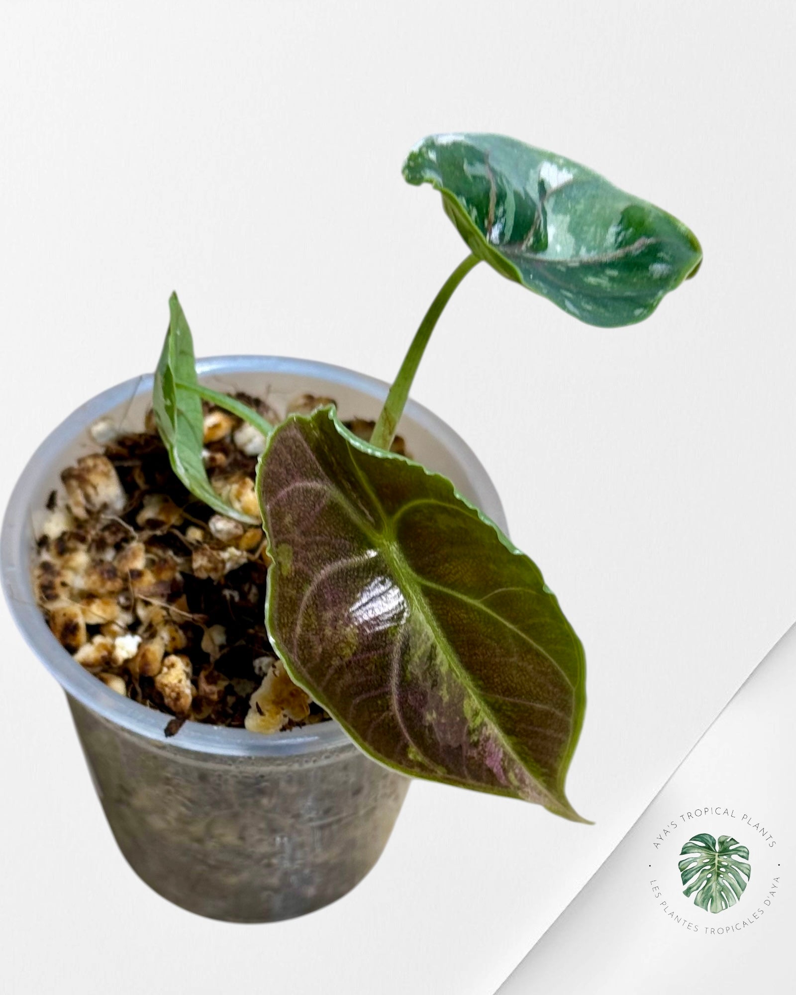 Alocasia Azlanii Variegated Pink| Rare TC Plant| Aya's Tropical Plants