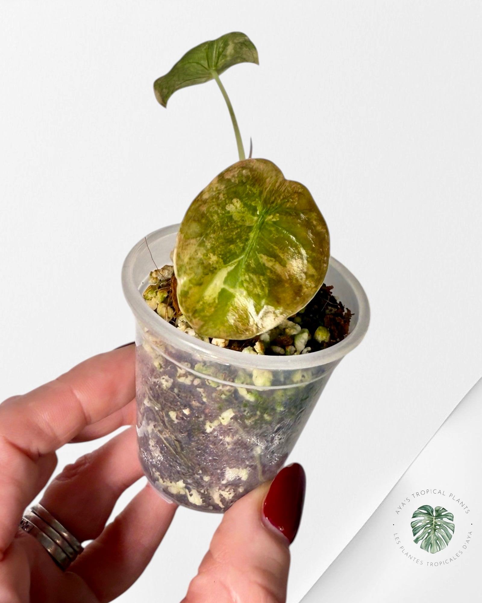 Alocasia Cuprea Golden Latte variegated | Rare TC Plant| Aya's Tropical Plants