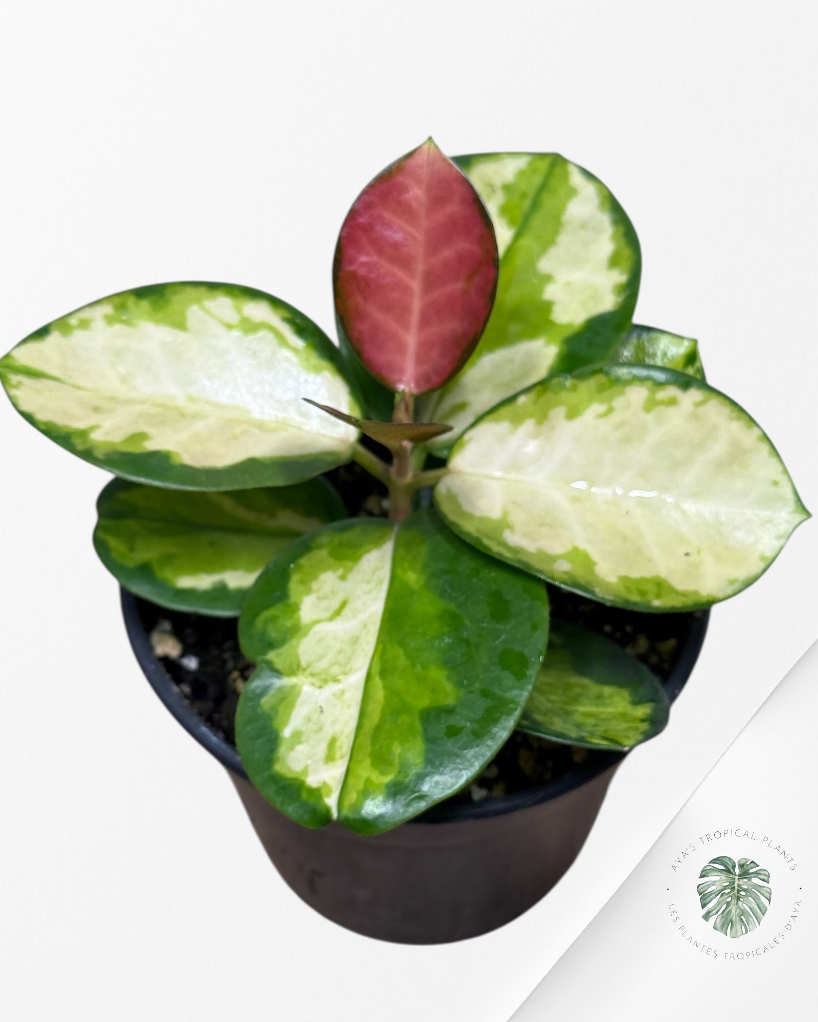 Hoya Australis Lisa Tricolor | Rare AROID Plant| Aya's Tropical Plants