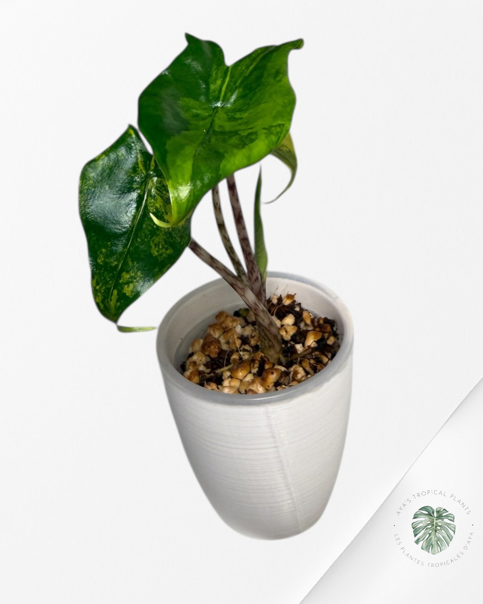 Alocasia Zebrina Thomas panachée | Plante TC rare | Plantes tropicales d'Aya