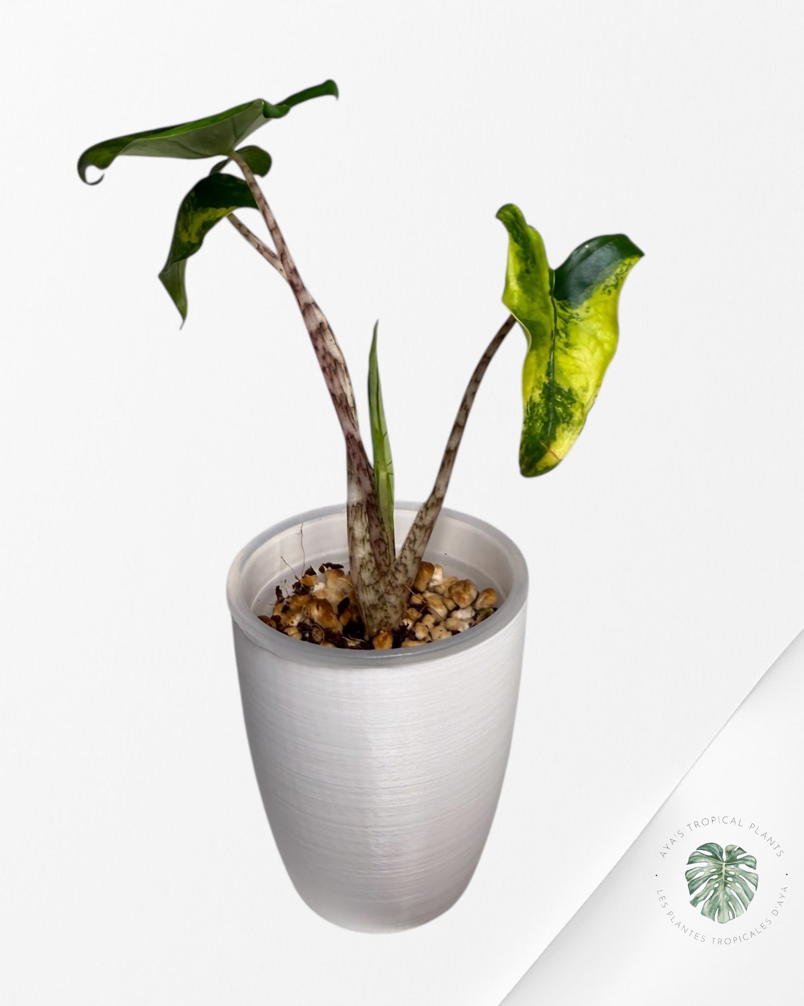 Alocasia Zebrina Thomas panachée | Plante TC rare | Plantes tropicales d'Aya