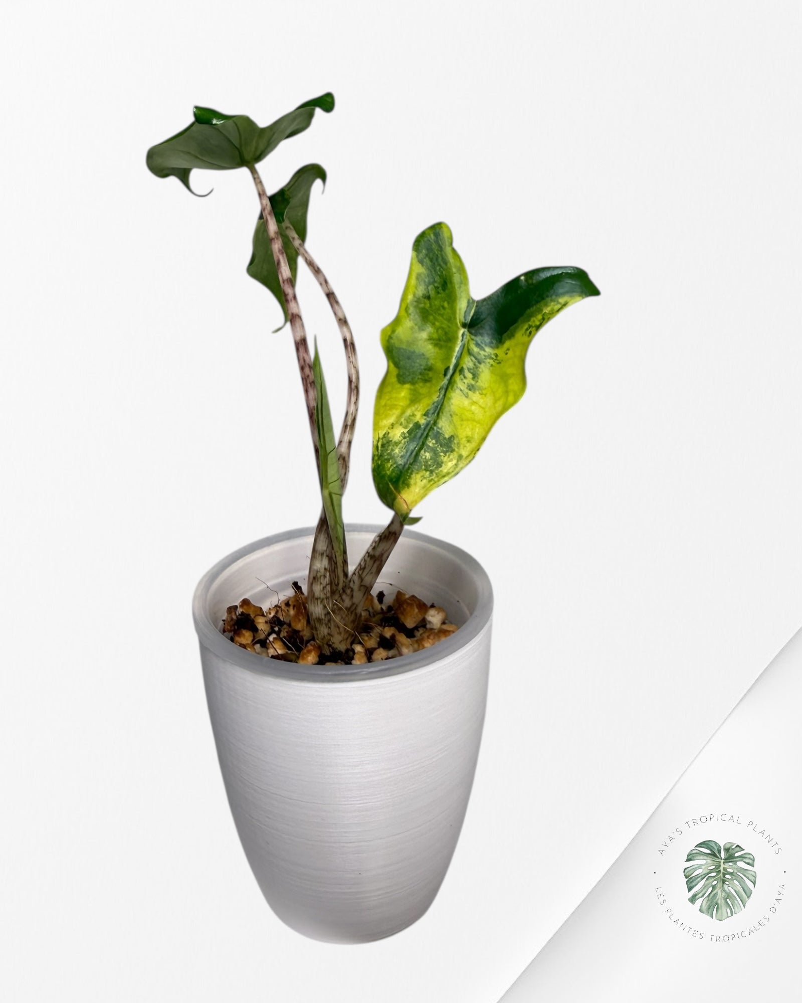 Alocasia Zebrina Thomas panachée | Plante TC rare | Plantes tropicales d'Aya