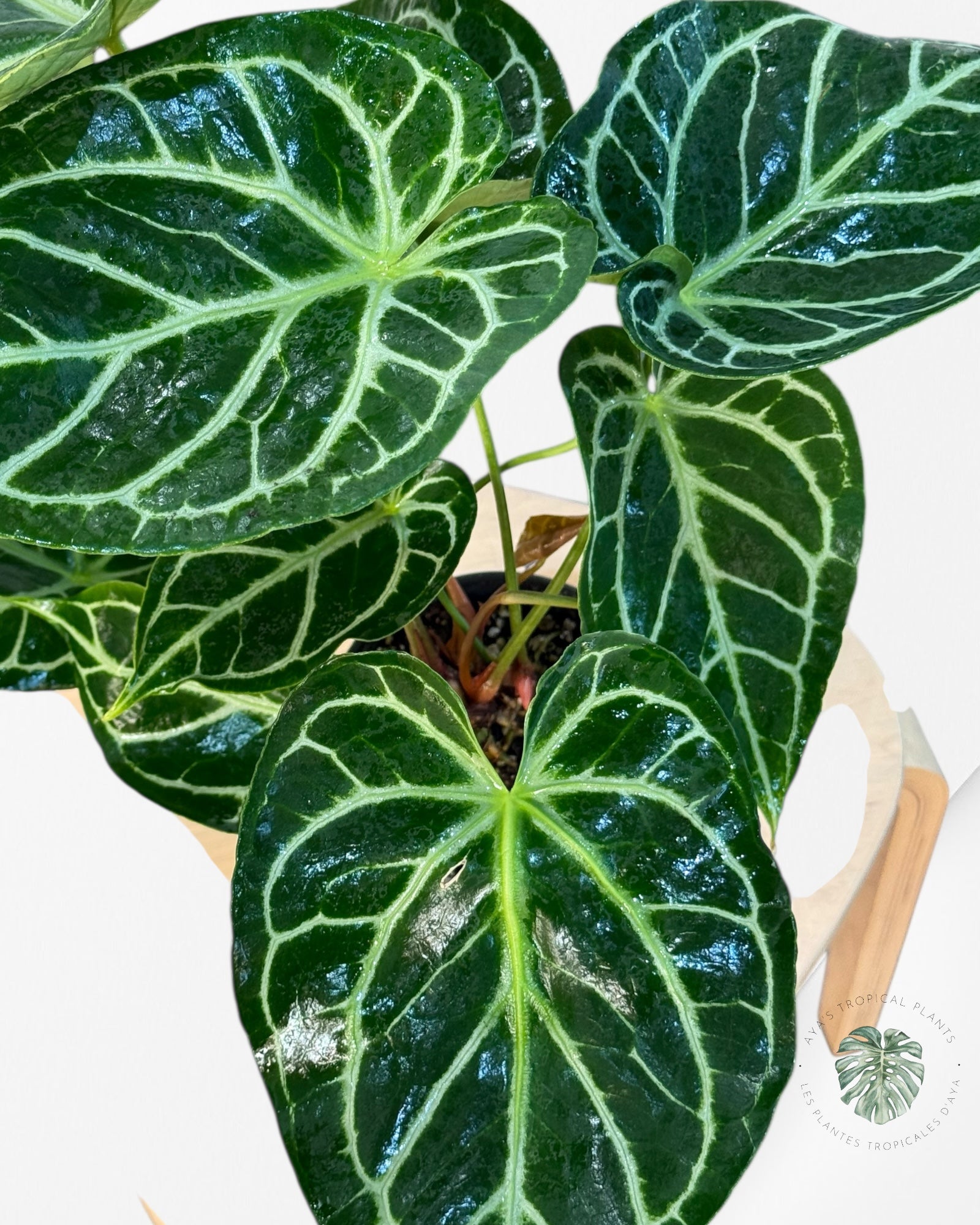 Anthurium Magnificum x Crystallinum -20