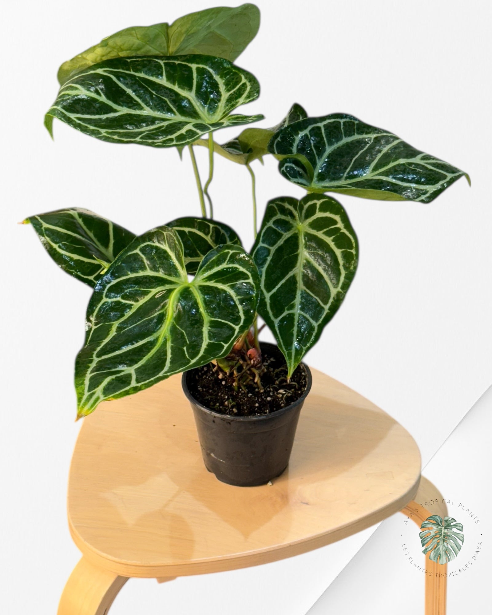 Anthurium Magnificum x Crystallinum -20