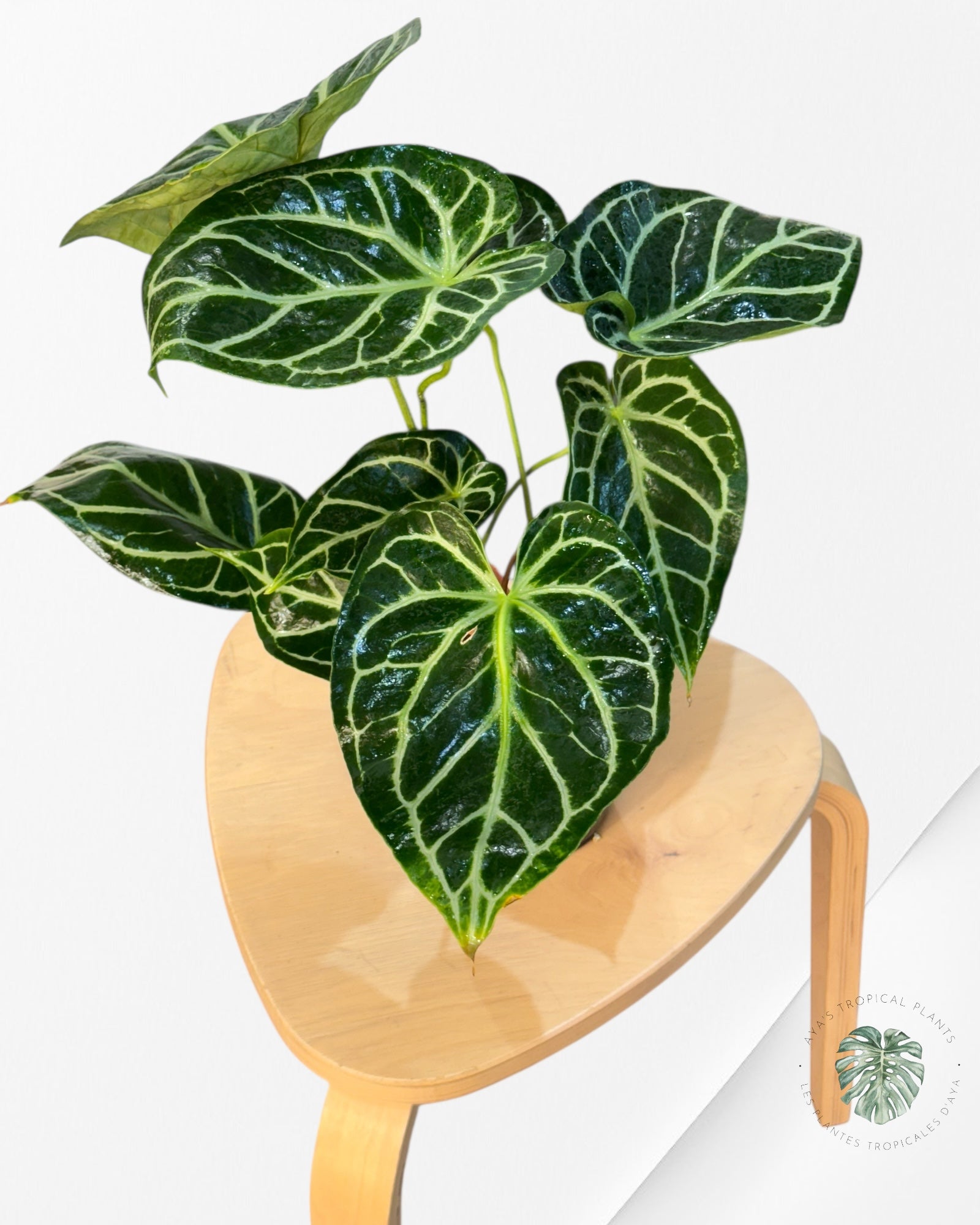 Anthurium Magnificum x Crystallinum -20