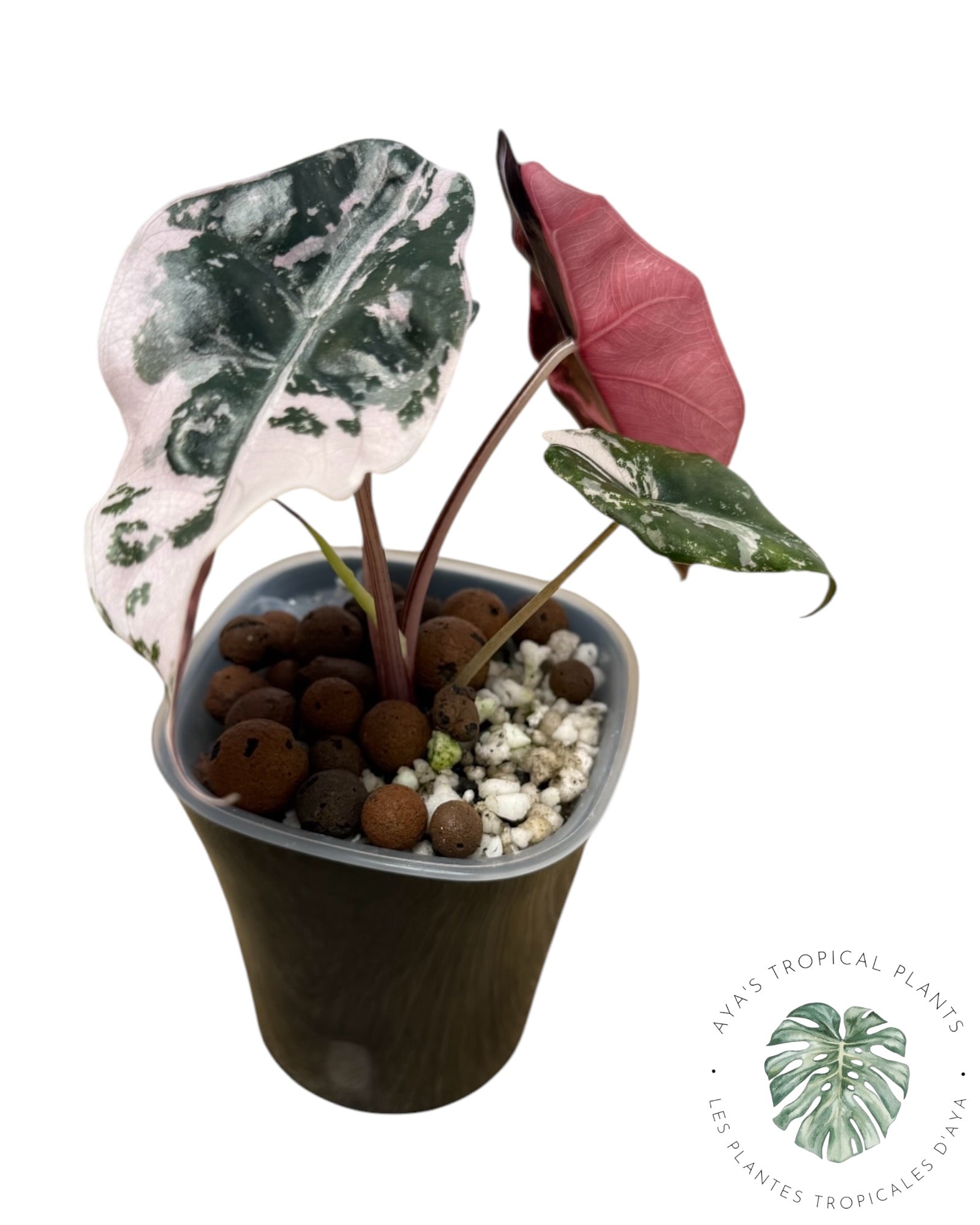 Alocasia Chantrieri rose panaché