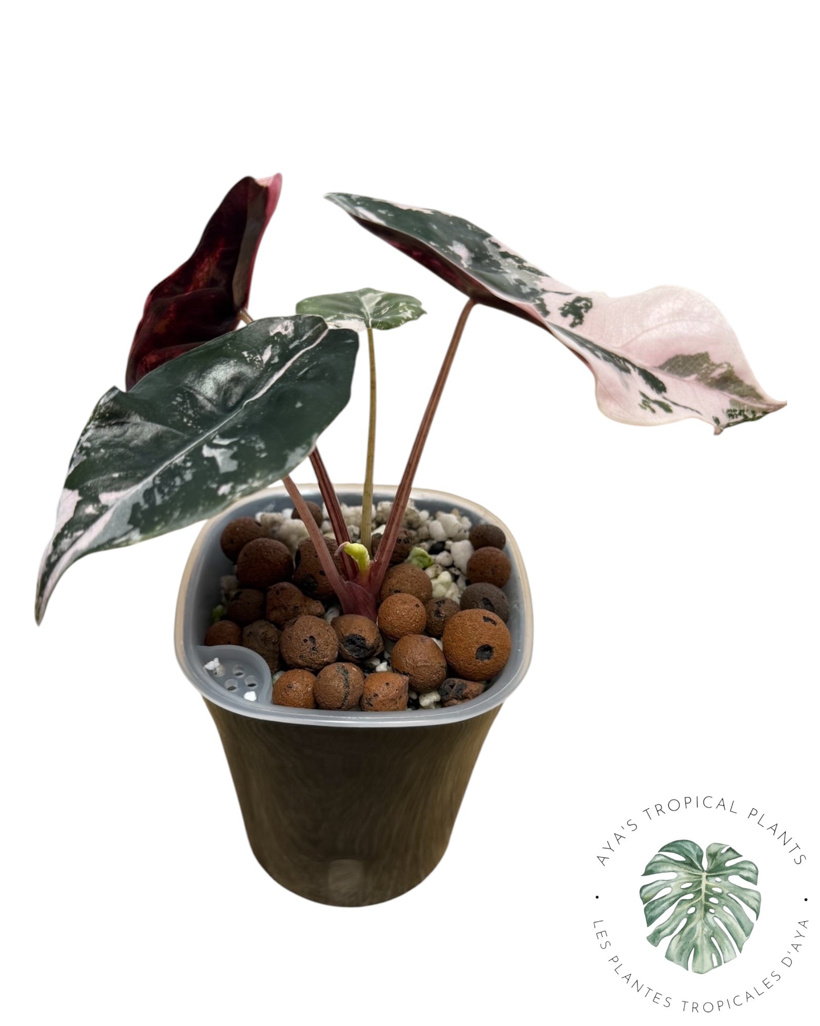 Alocasia Chantrieri Pink Variegated