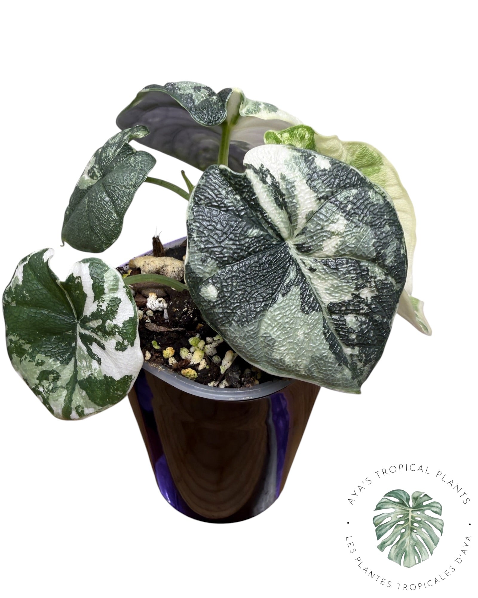 Alocasia Melo Albo Variegated