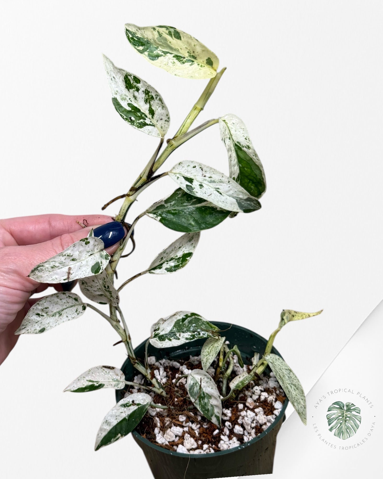 Epipremnum SP Bali Hanoman Variegated