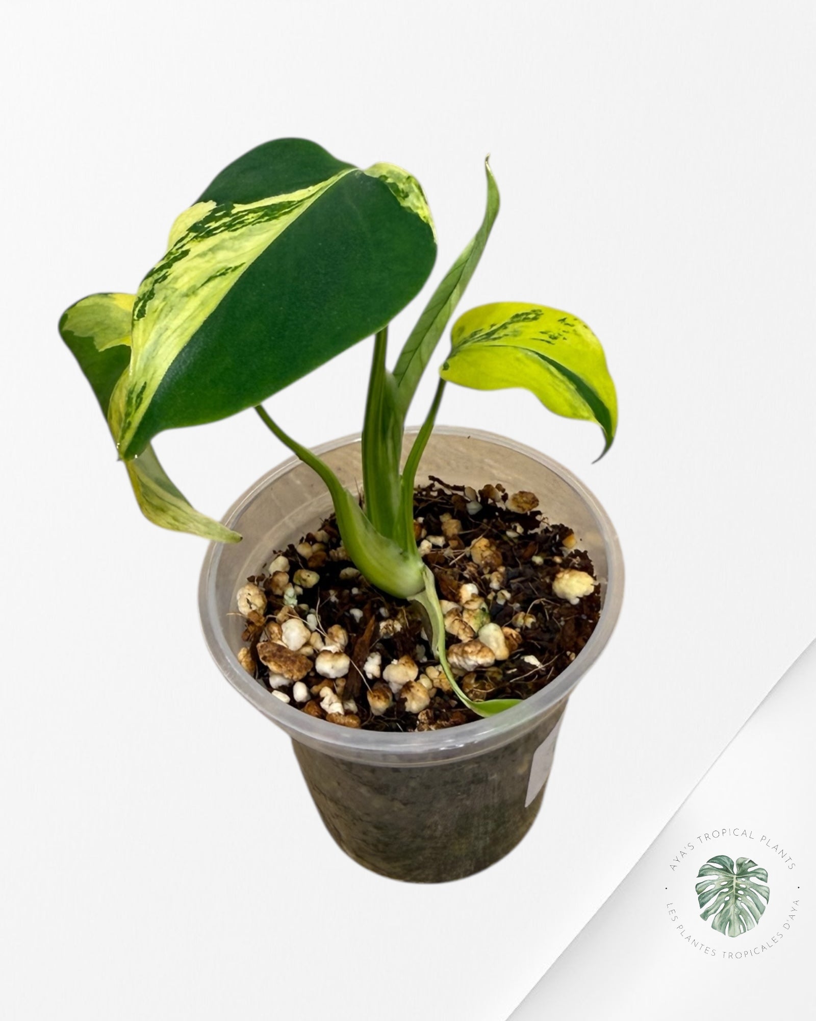 Monstera Deliciosa Electrolyte | Plante TC rare | Plantes tropicales d'Aya