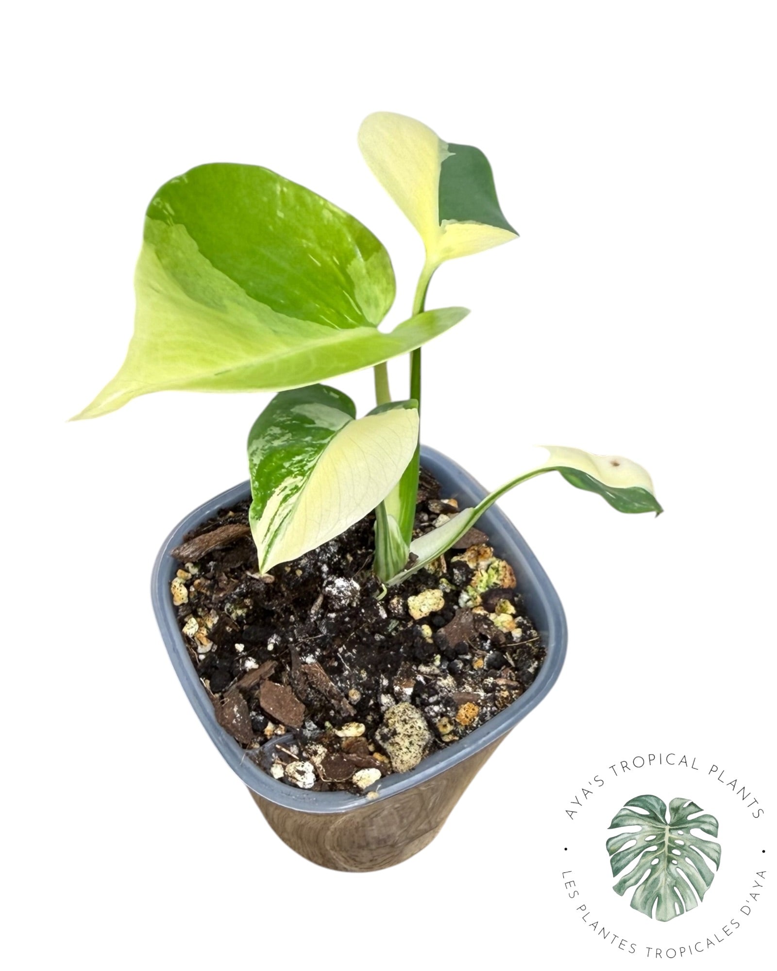 Monstera Deliciosa Pom Pom’