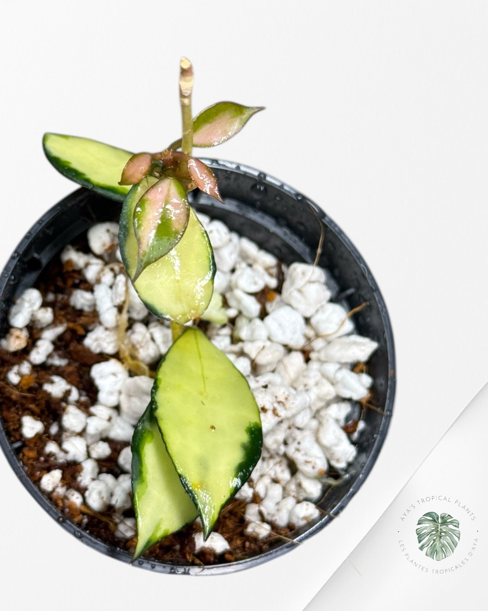 Hoya Lacunosa Souma - A