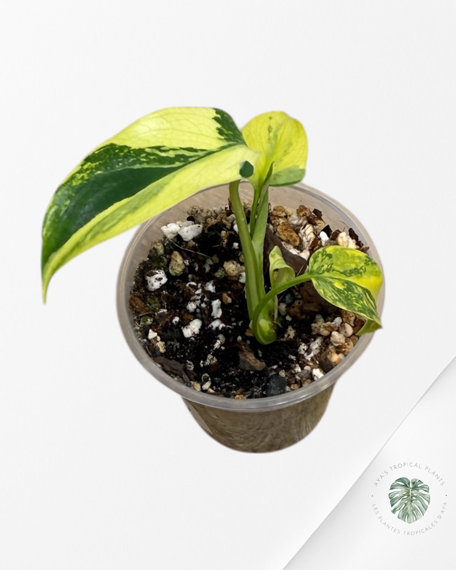 Monstera Deliciosa Electrolyte | Plante TC rare | Plantes tropicales d'Aya