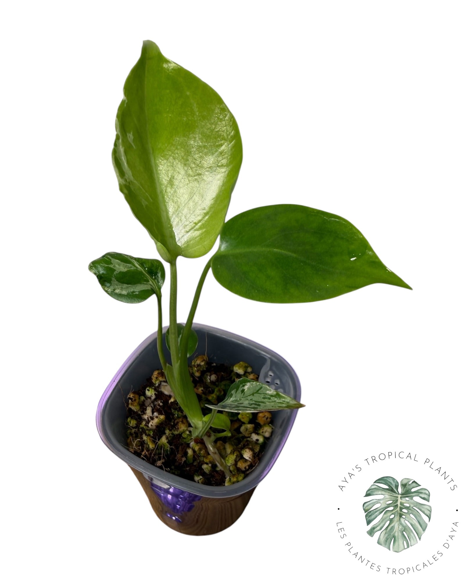 Bulbizarre Monstera Deliciosa