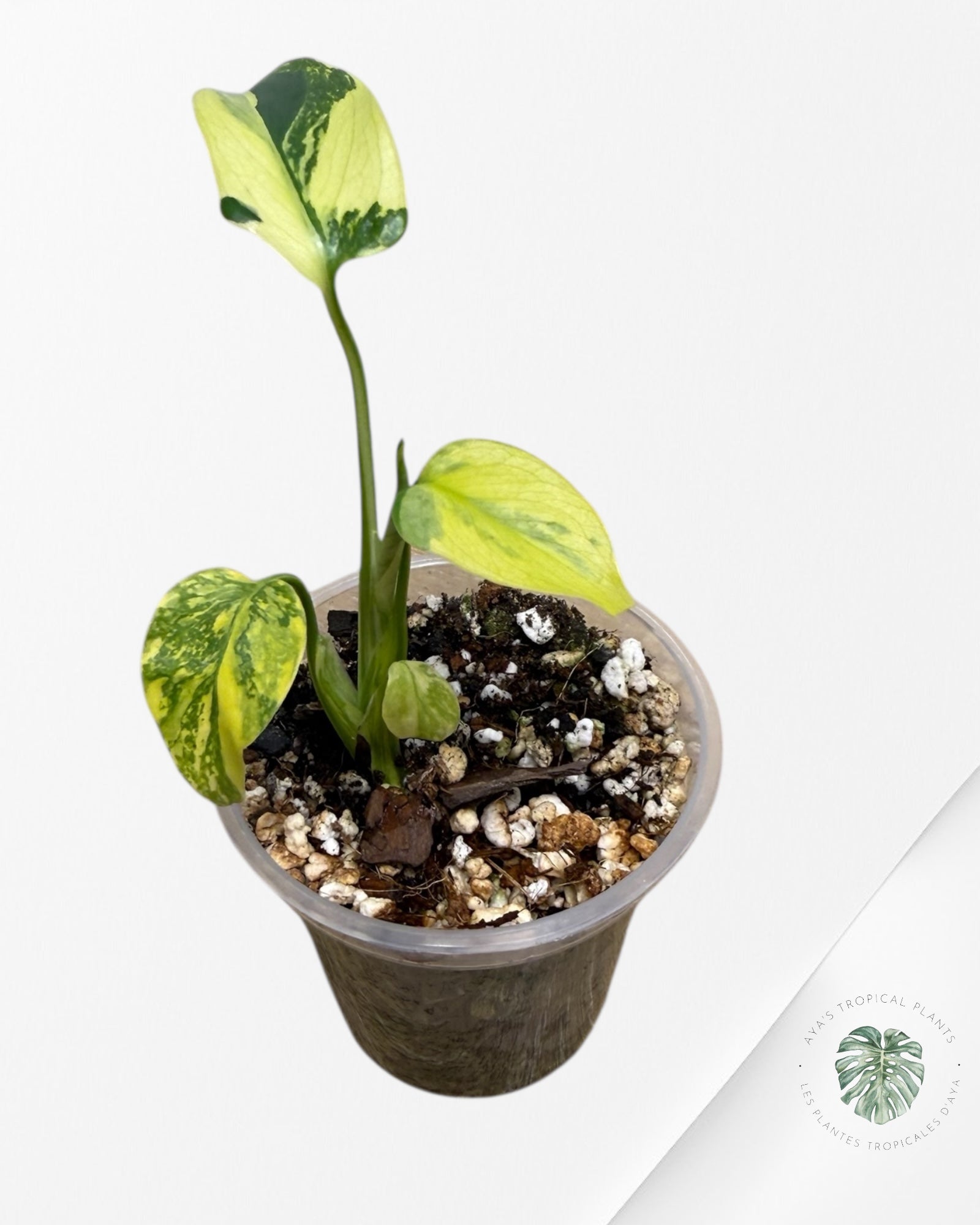 Monstera Deliciosa Electrolyte | Plante TC rare | Plantes tropicales d'Aya