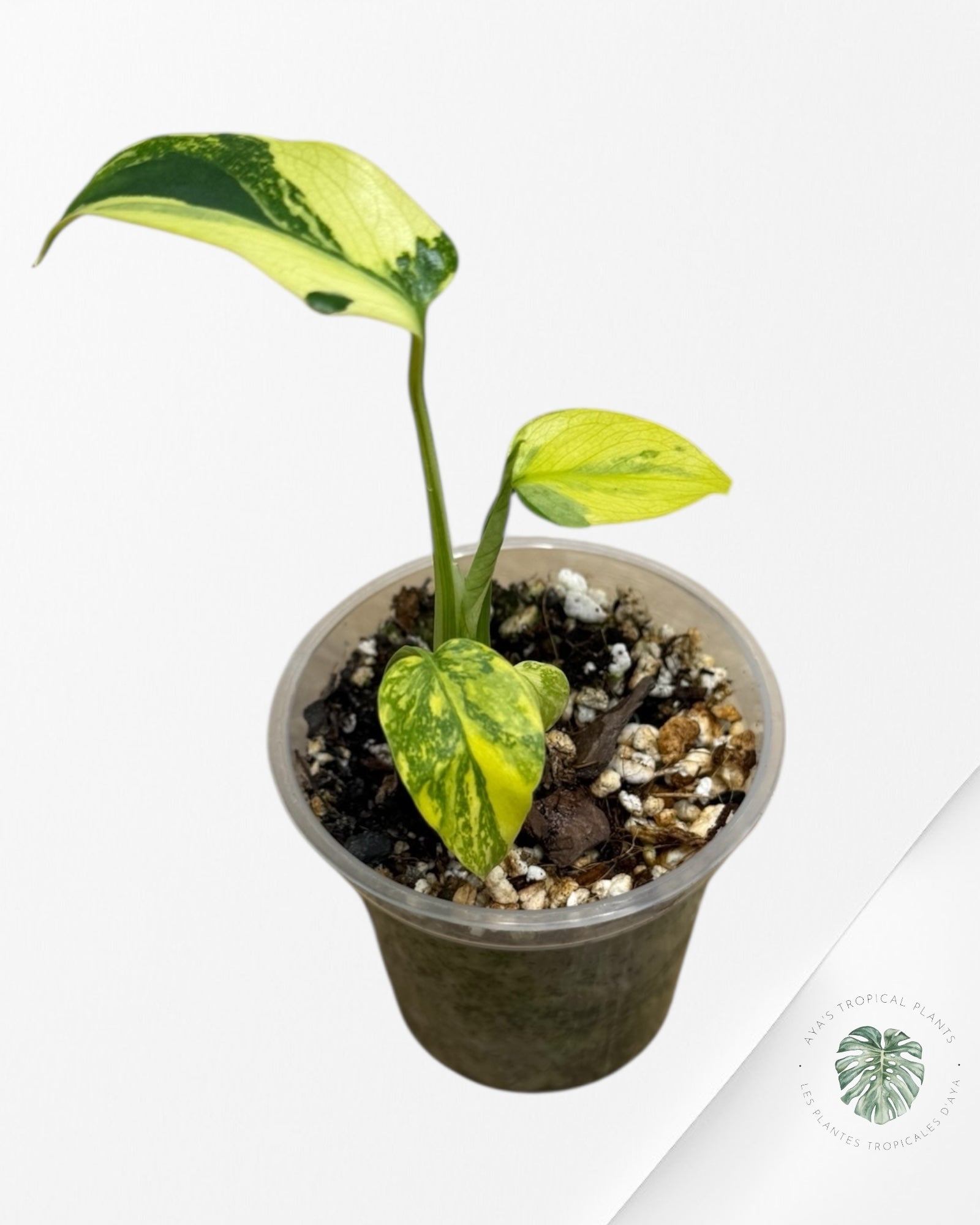 Monstera Deliciosa Electrolyte | Plante TC rare | Plantes tropicales d'Aya
