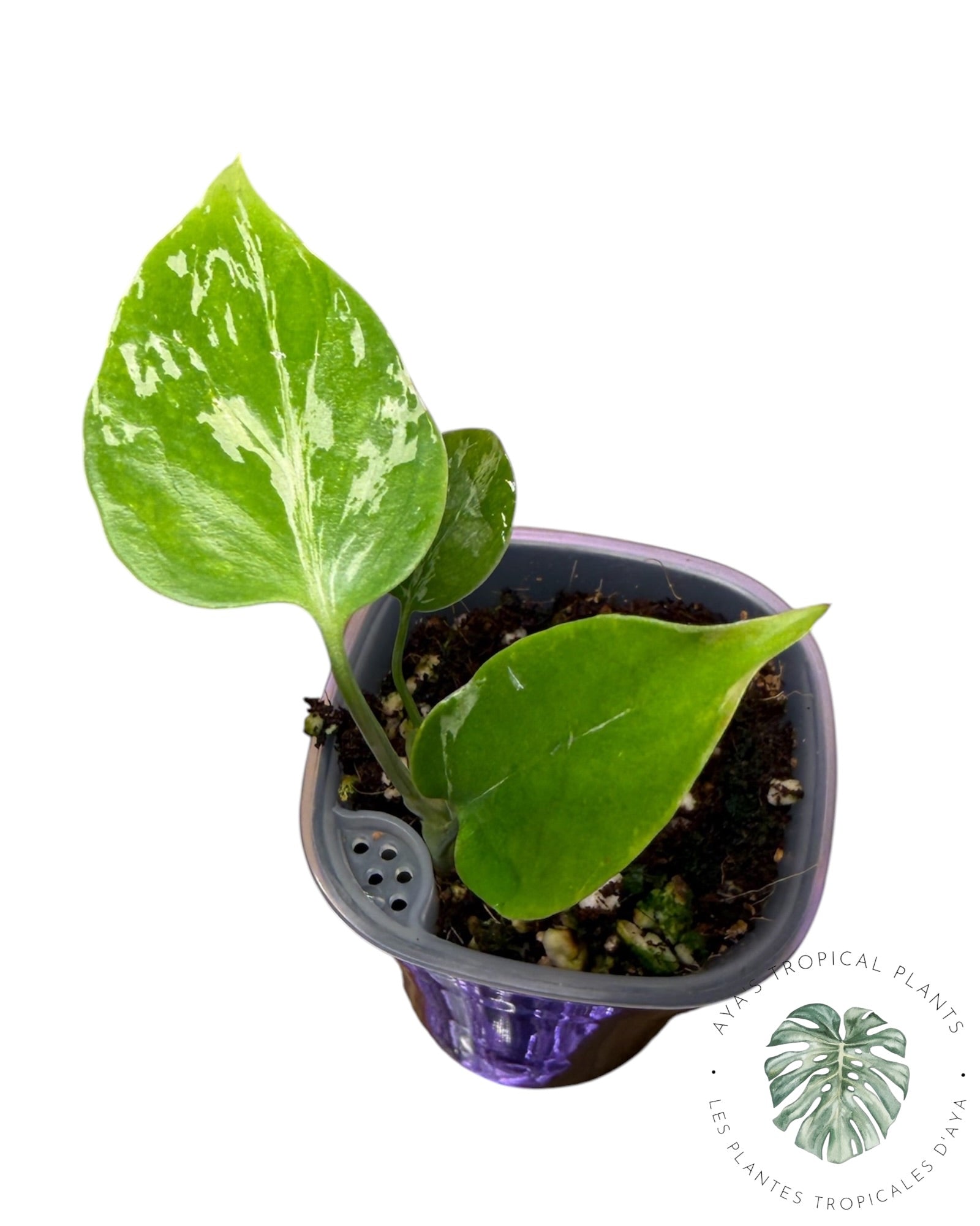 Bulbizarre Monstera Deliciosa