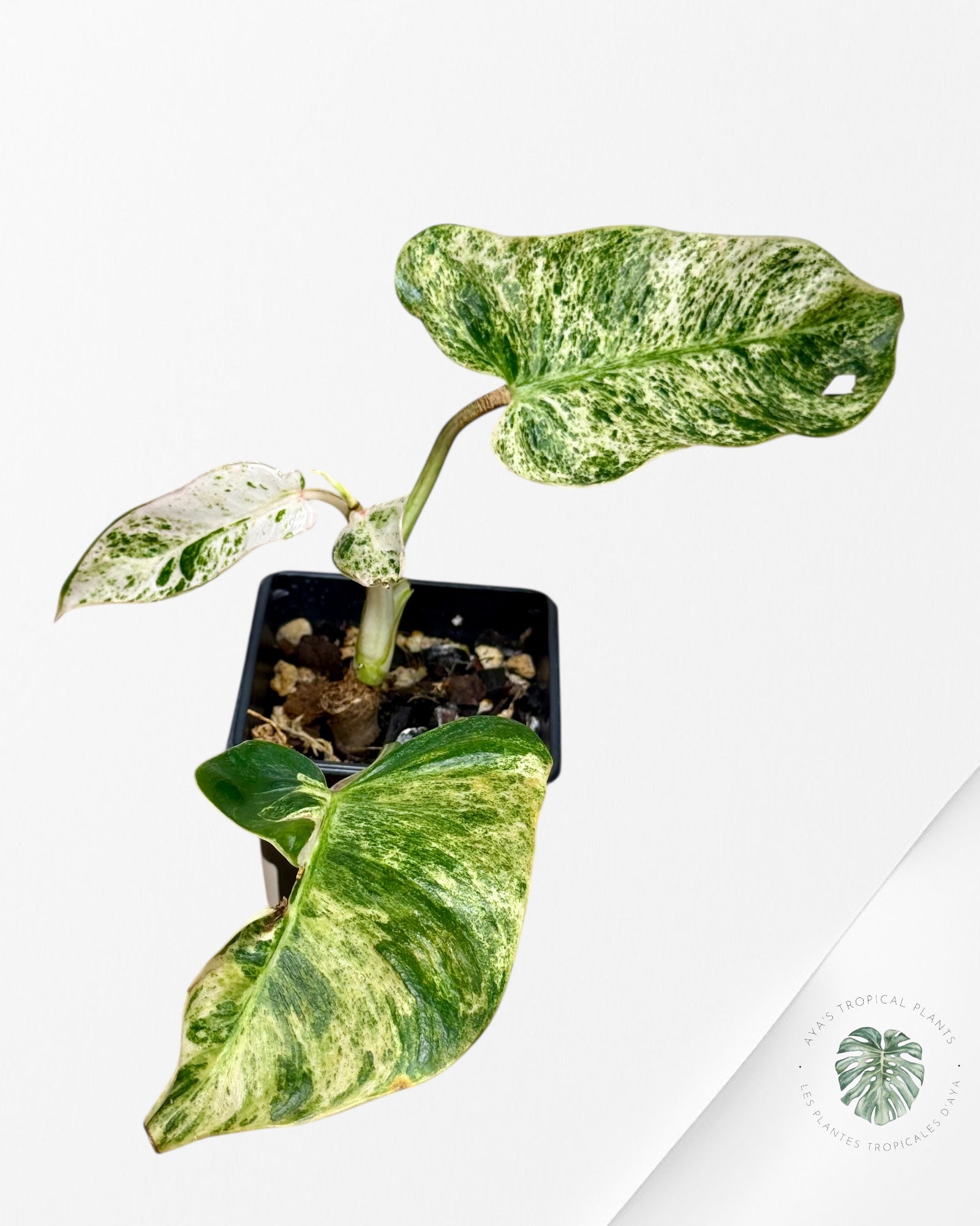 Philodendron Émeraude Glace - 1