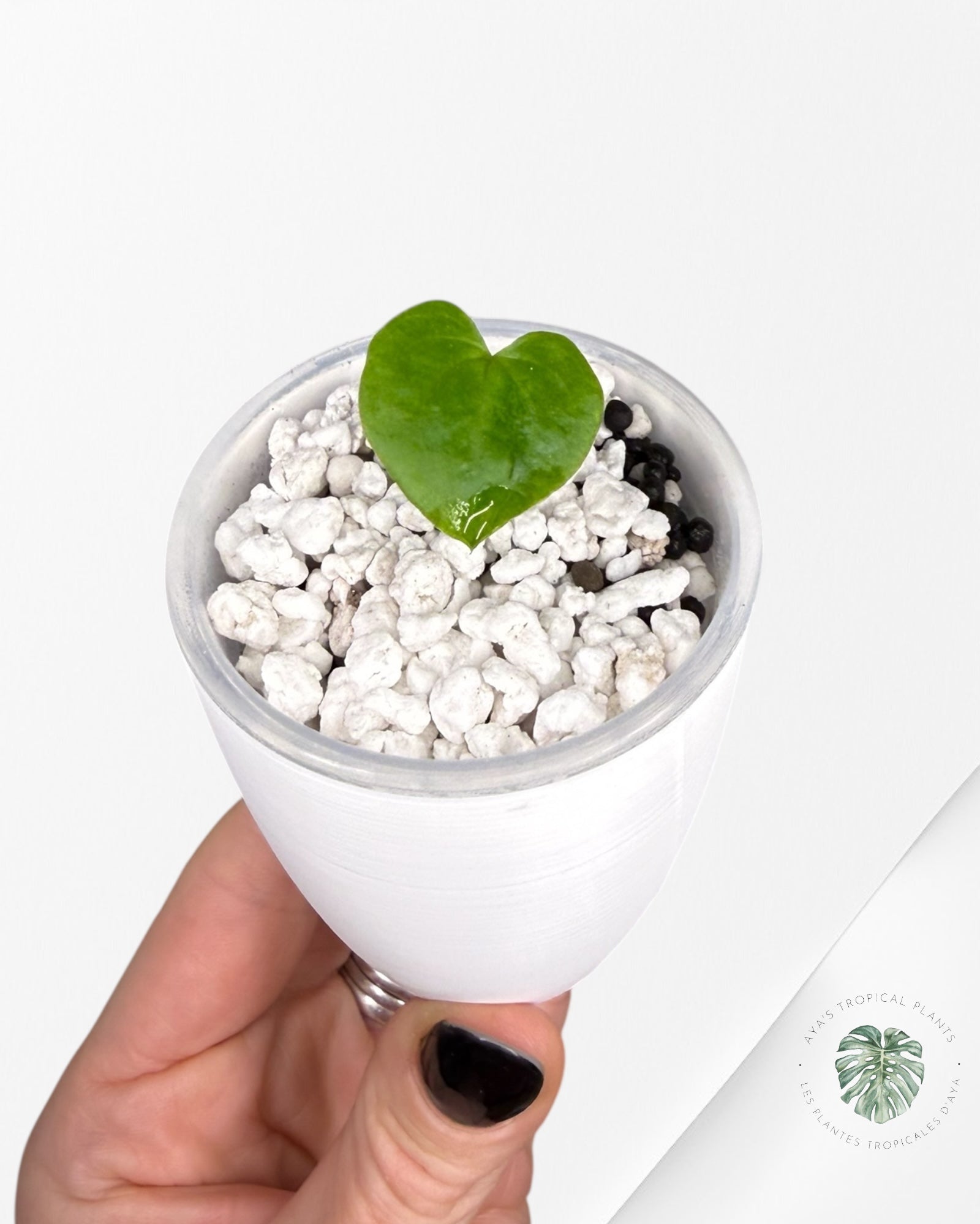 Anthurium Black Magic