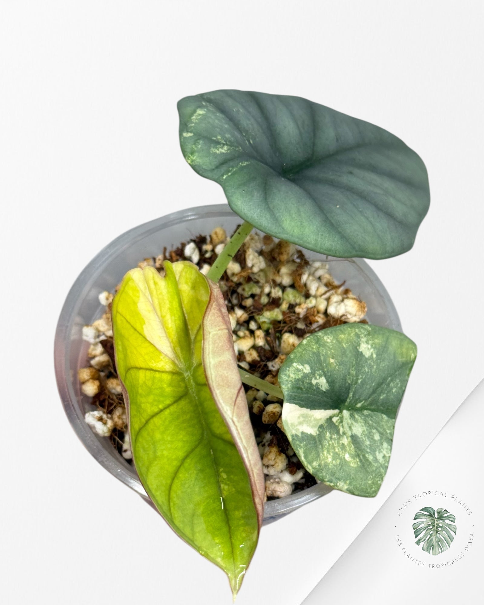 Alocasia Nebula Variegated Aurea (Grade A) - TC4