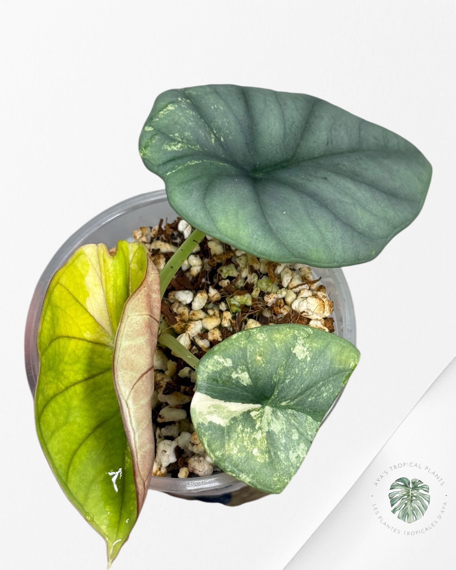 Alocasia Nebula Variegated Aurea (Grade A) - TC4