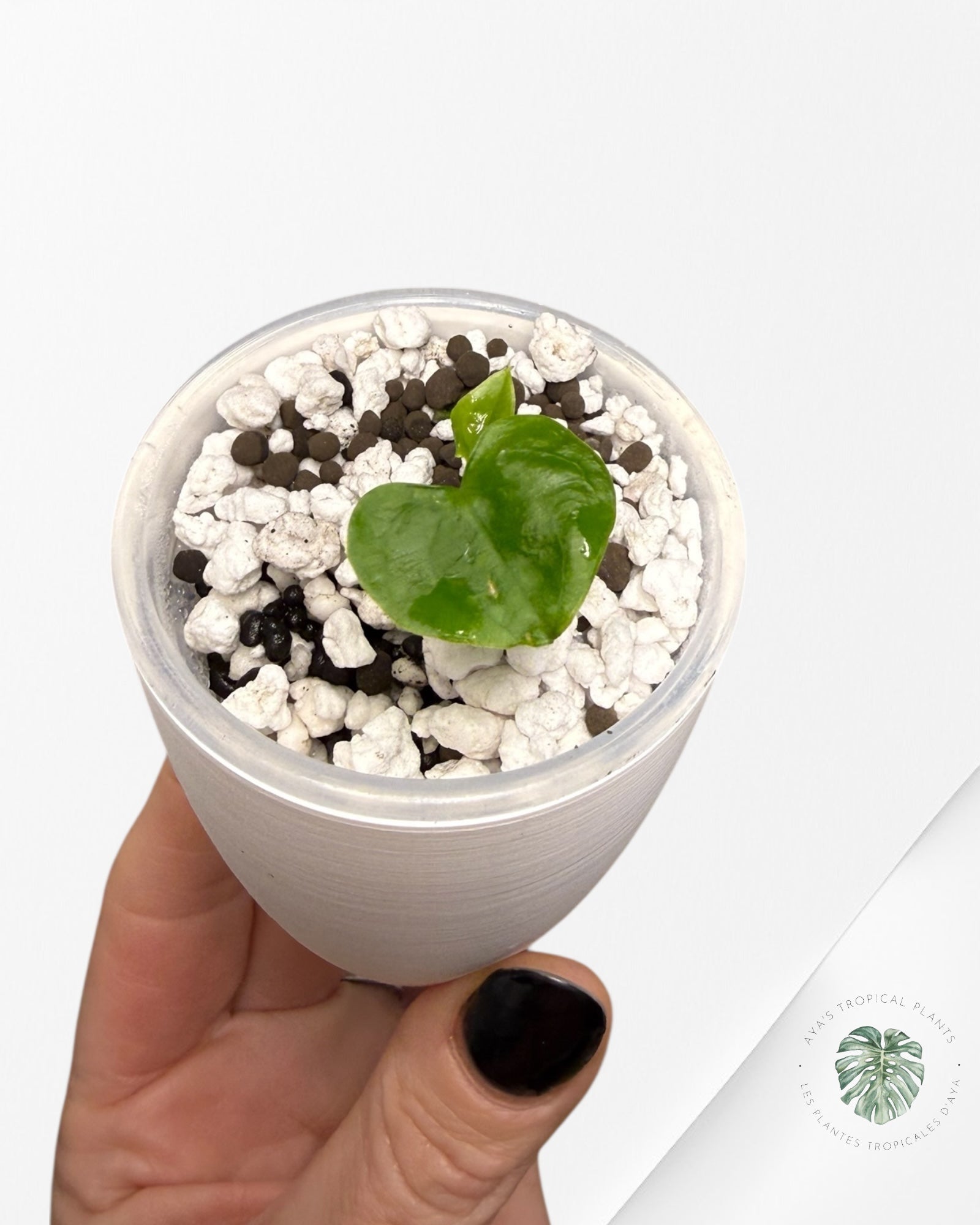 Anthurium Black Magic