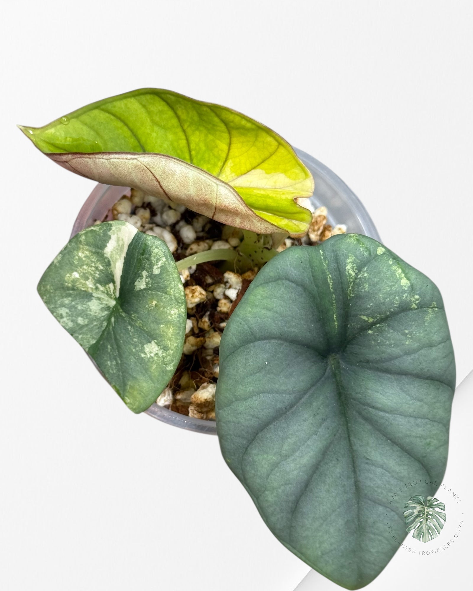 Alocasia Nebula Variegated Aurea (Grade A) - TC4