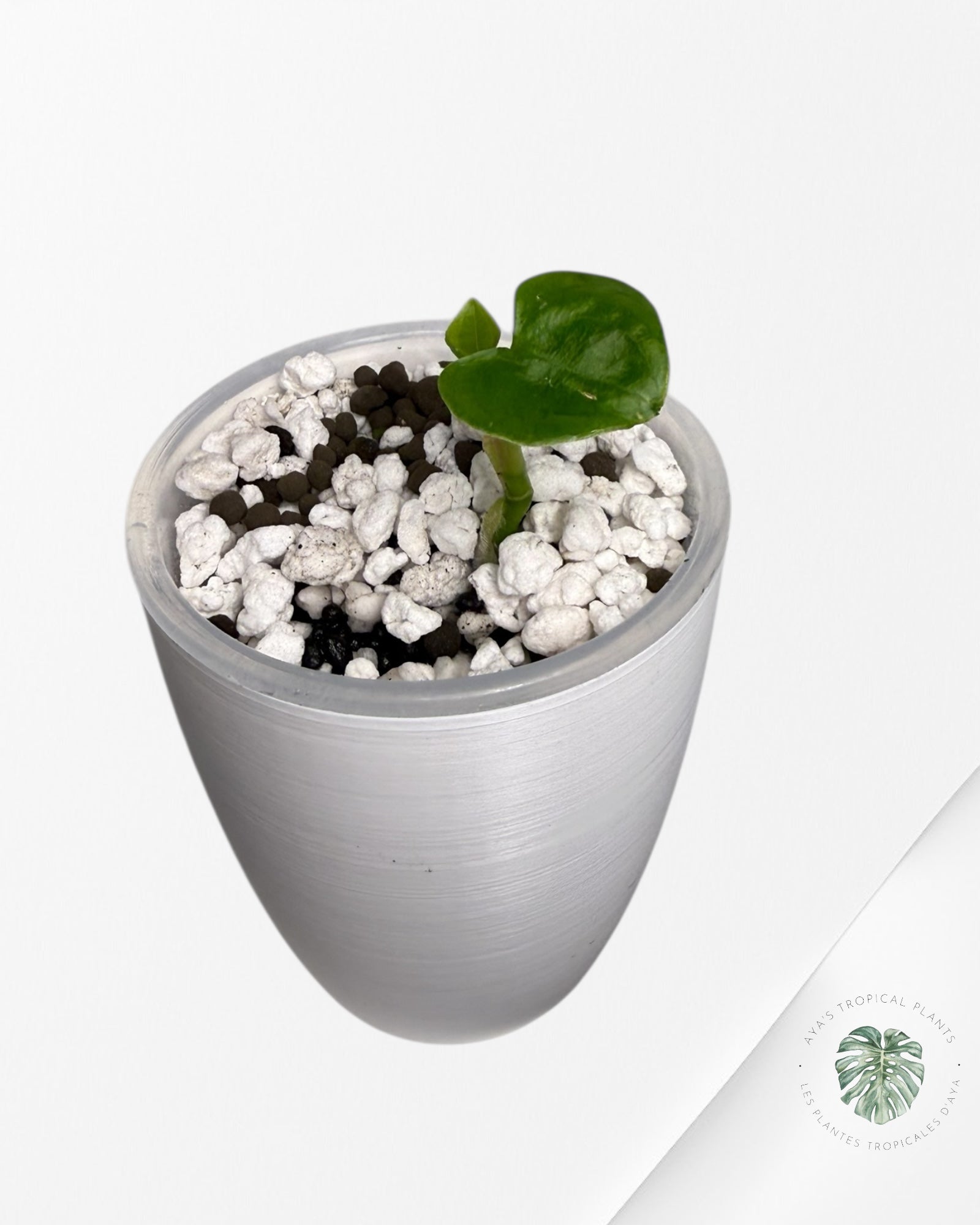 Anthurium Black Magic