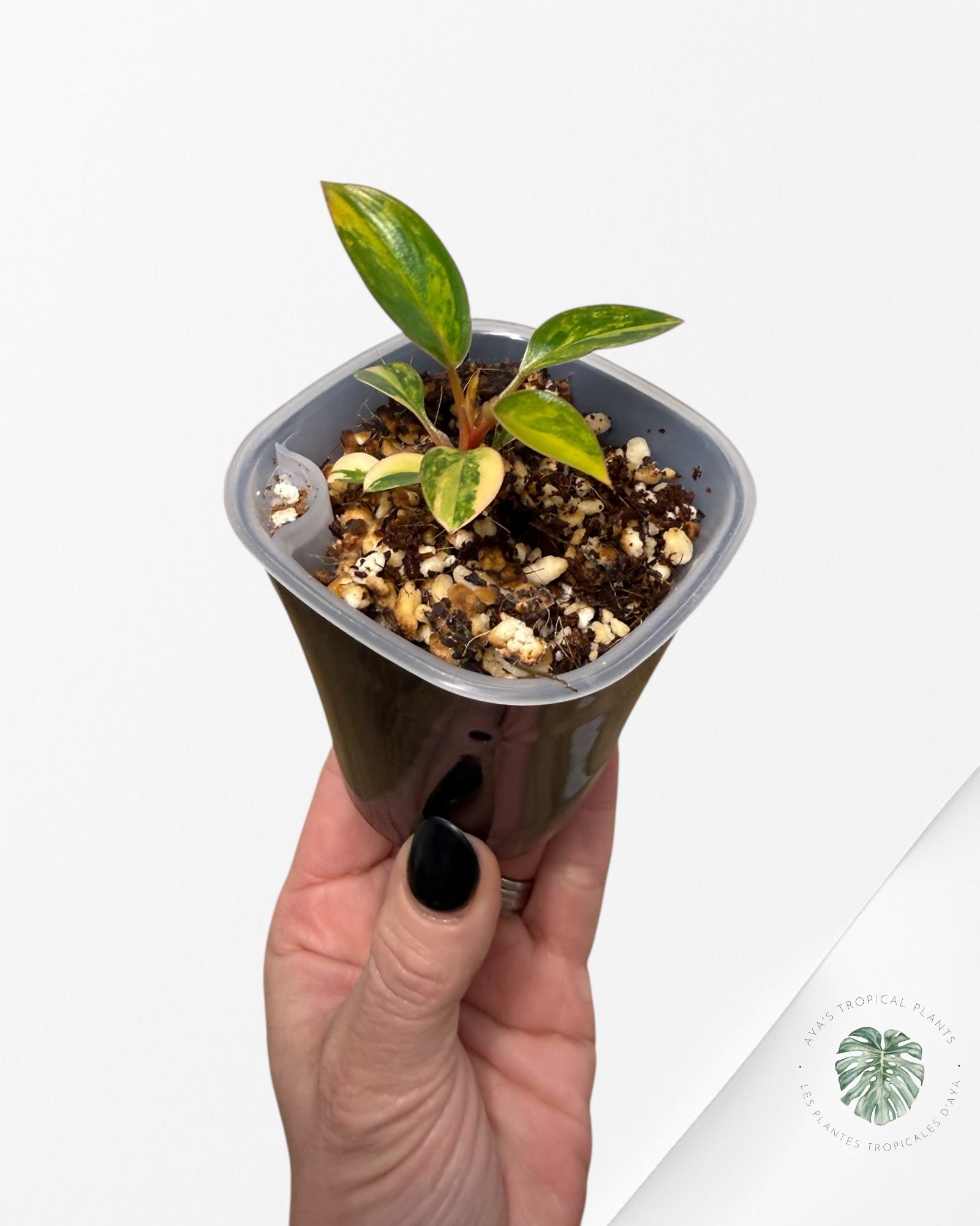 Philodendron Red Congo Variegated