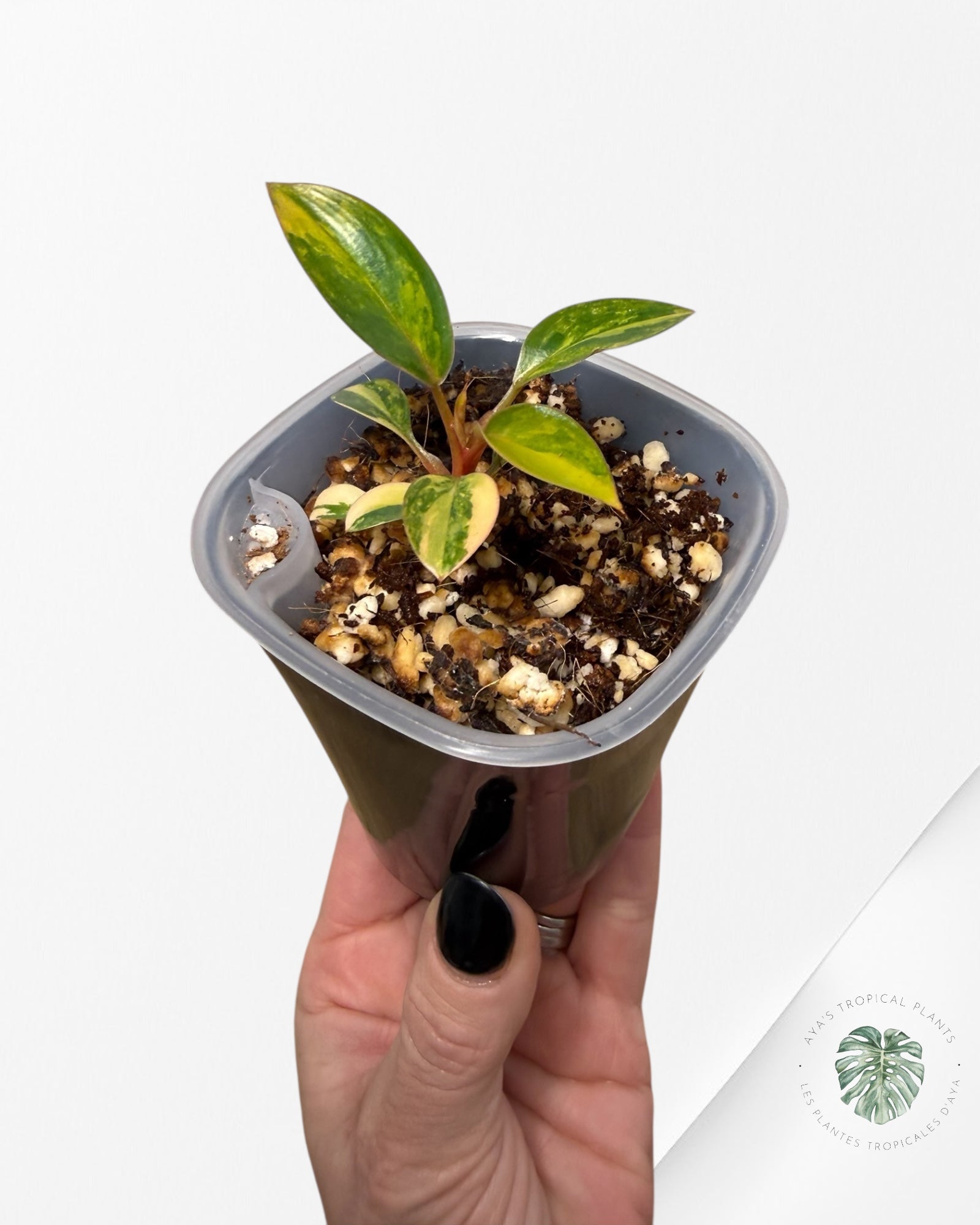 Philodendron Red Congo Variegated