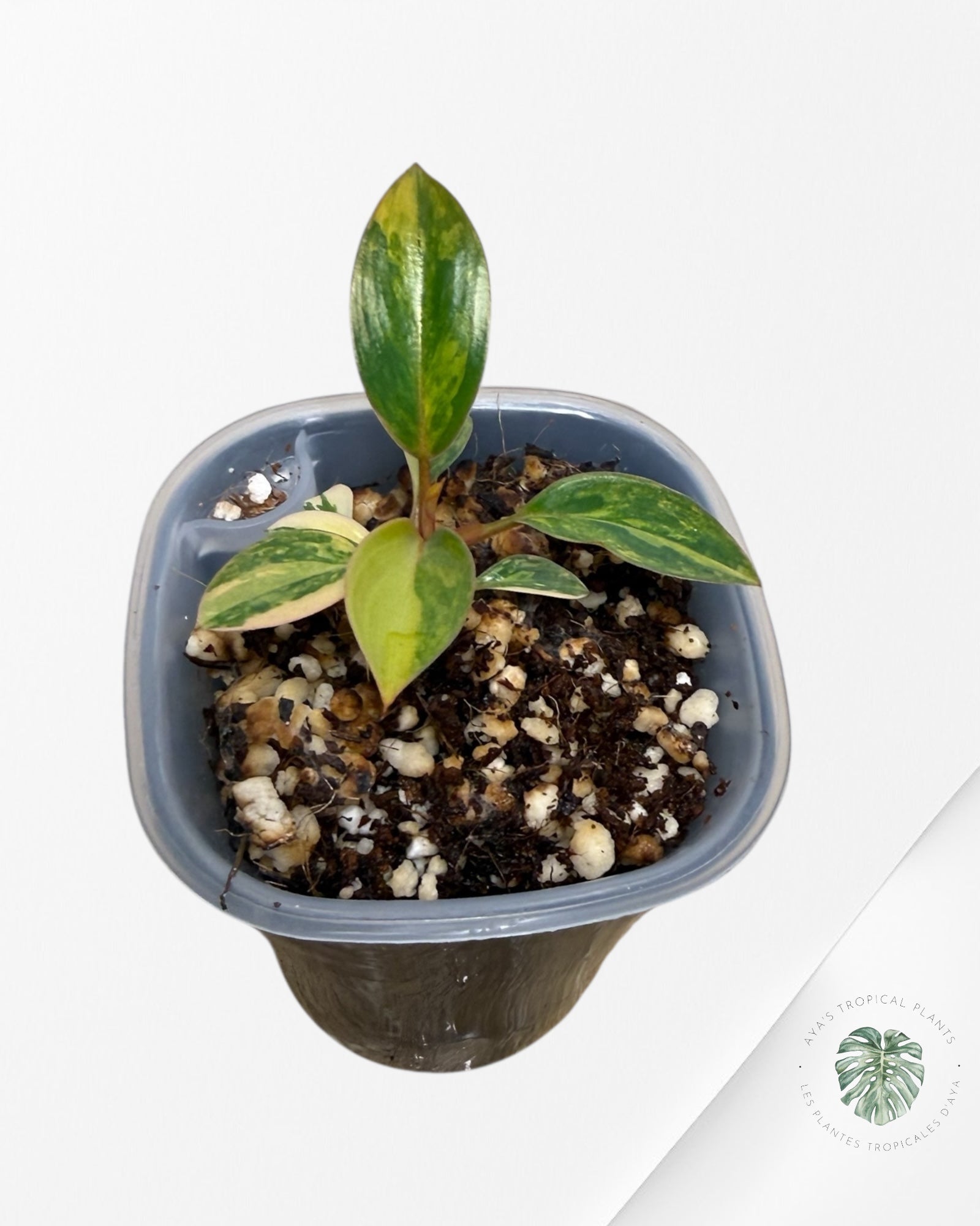 Philodendron Red Congo Variegated