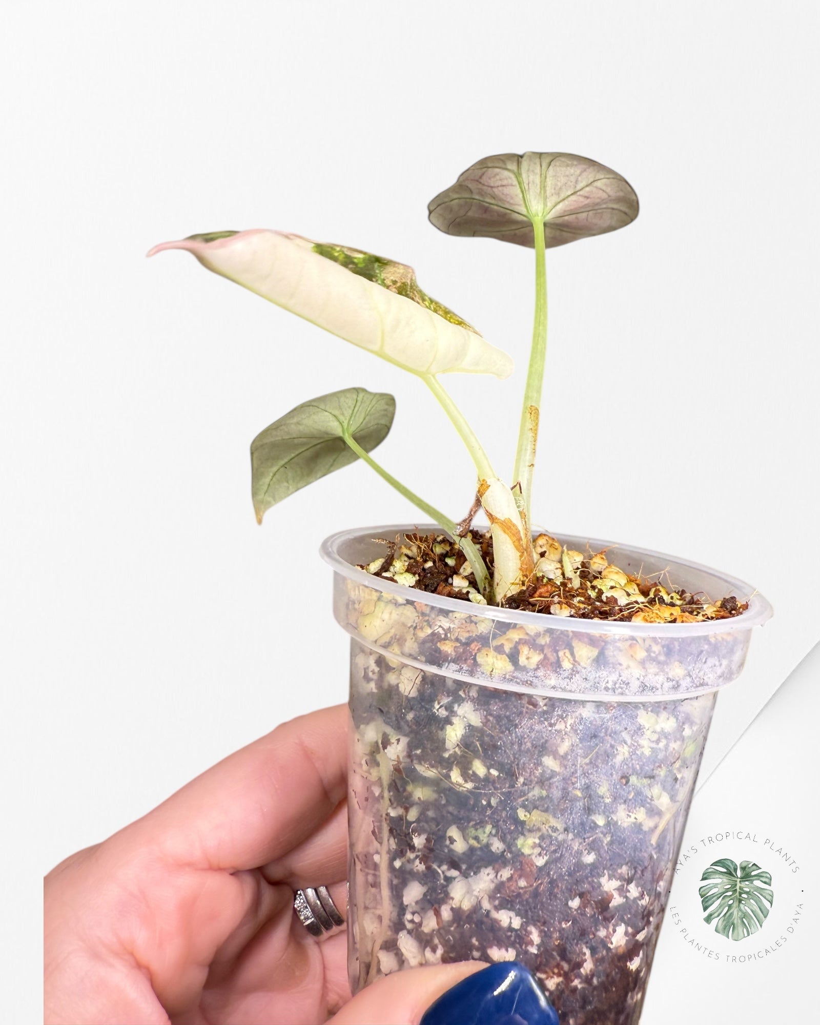 Alocasia Black Velvet Pink Panaché - 500