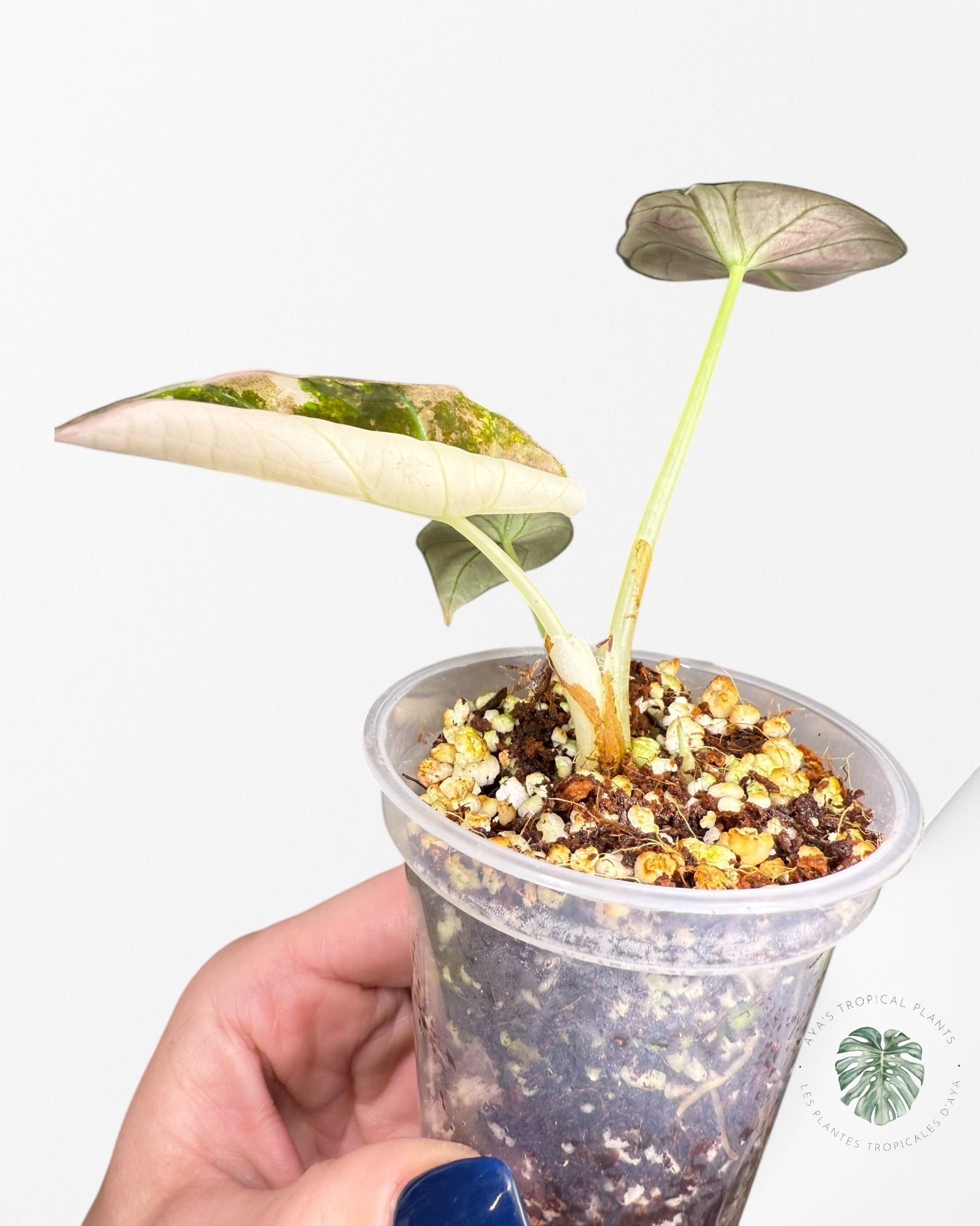 Alocasia Black Velvet Pink Panaché - 500