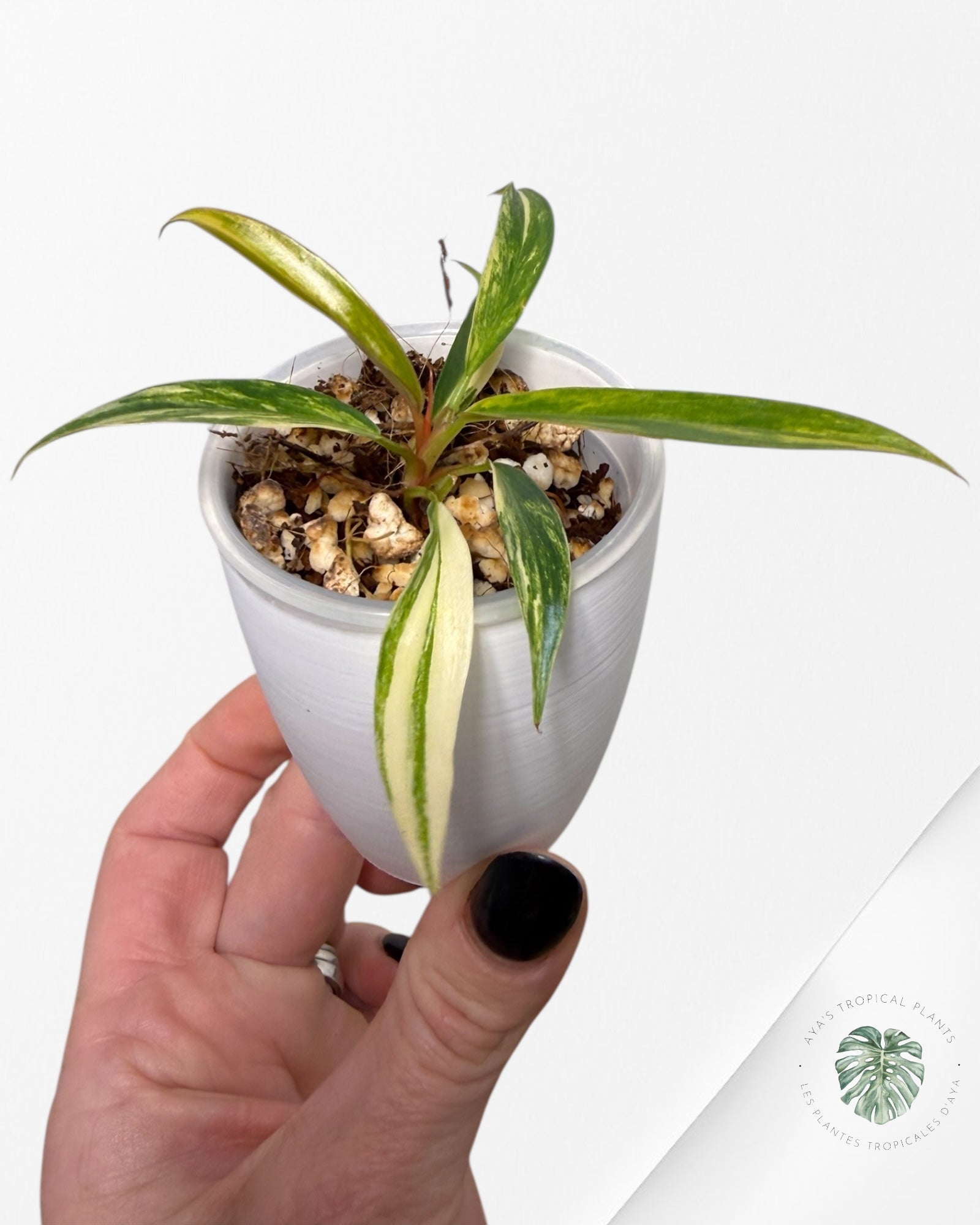 Philodendron Caramel Marble