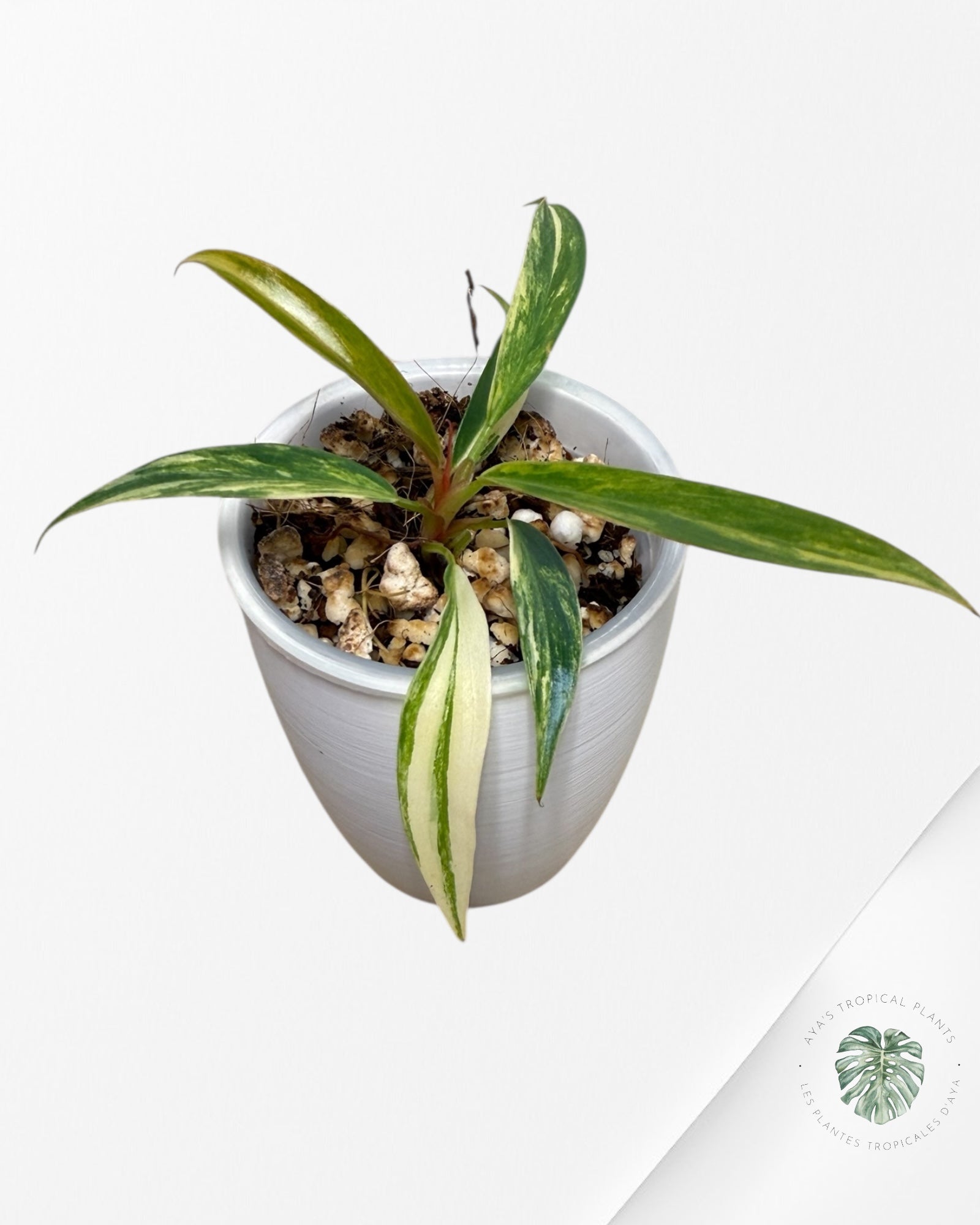 Philodendron Caramel Marble