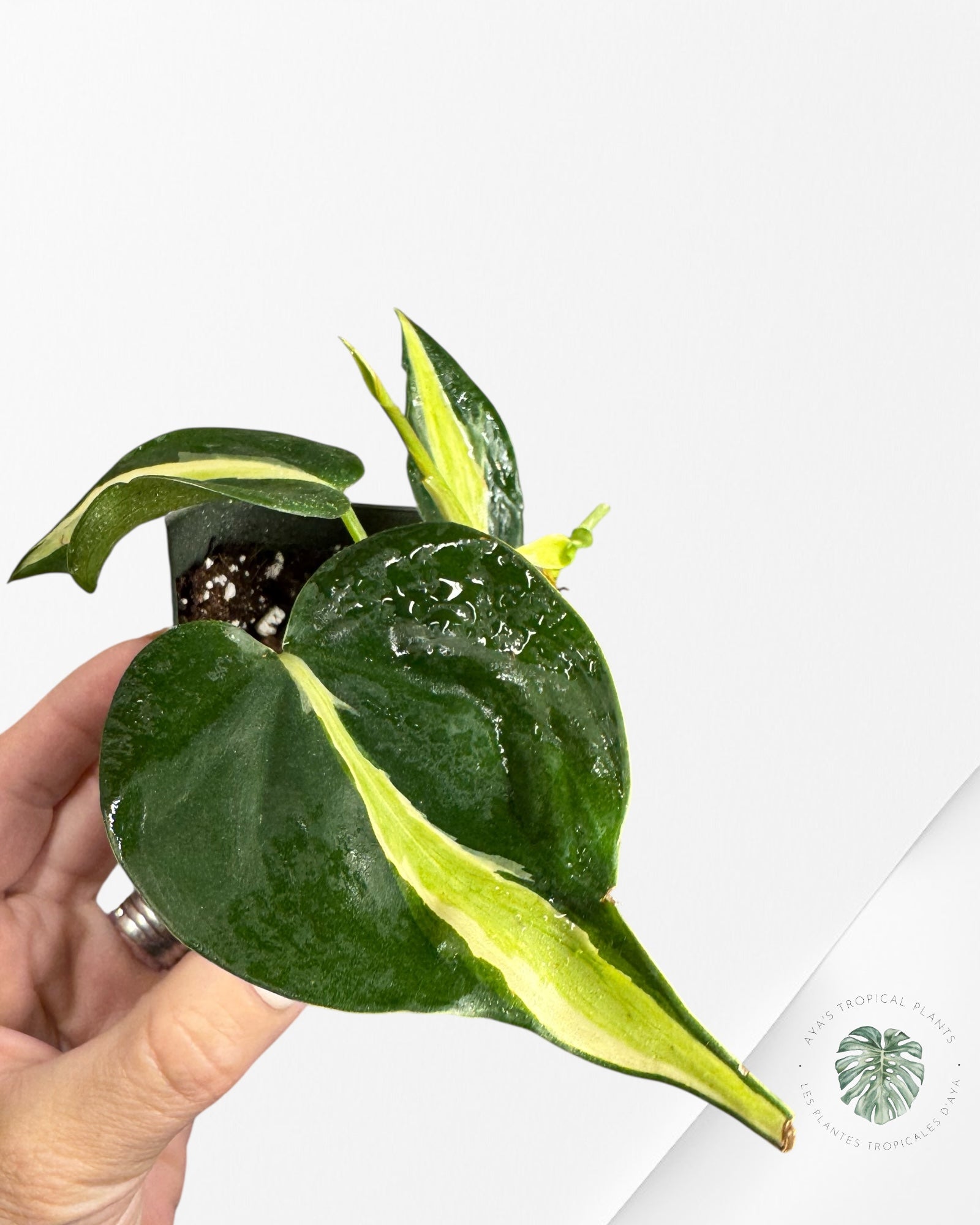Philodendron Silver Stripes -A
