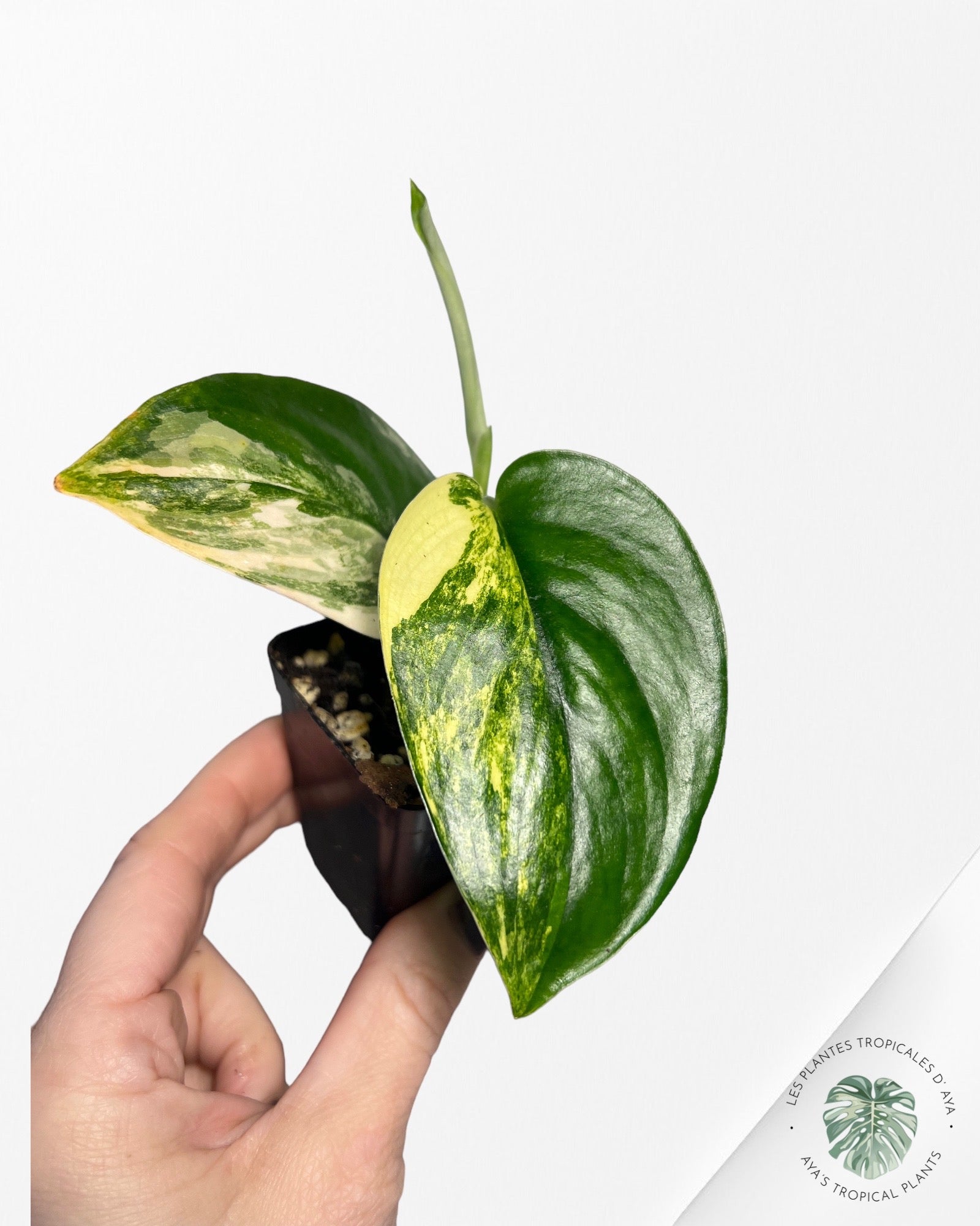 Scindapsus Jade Satin Albo Variagated-w324