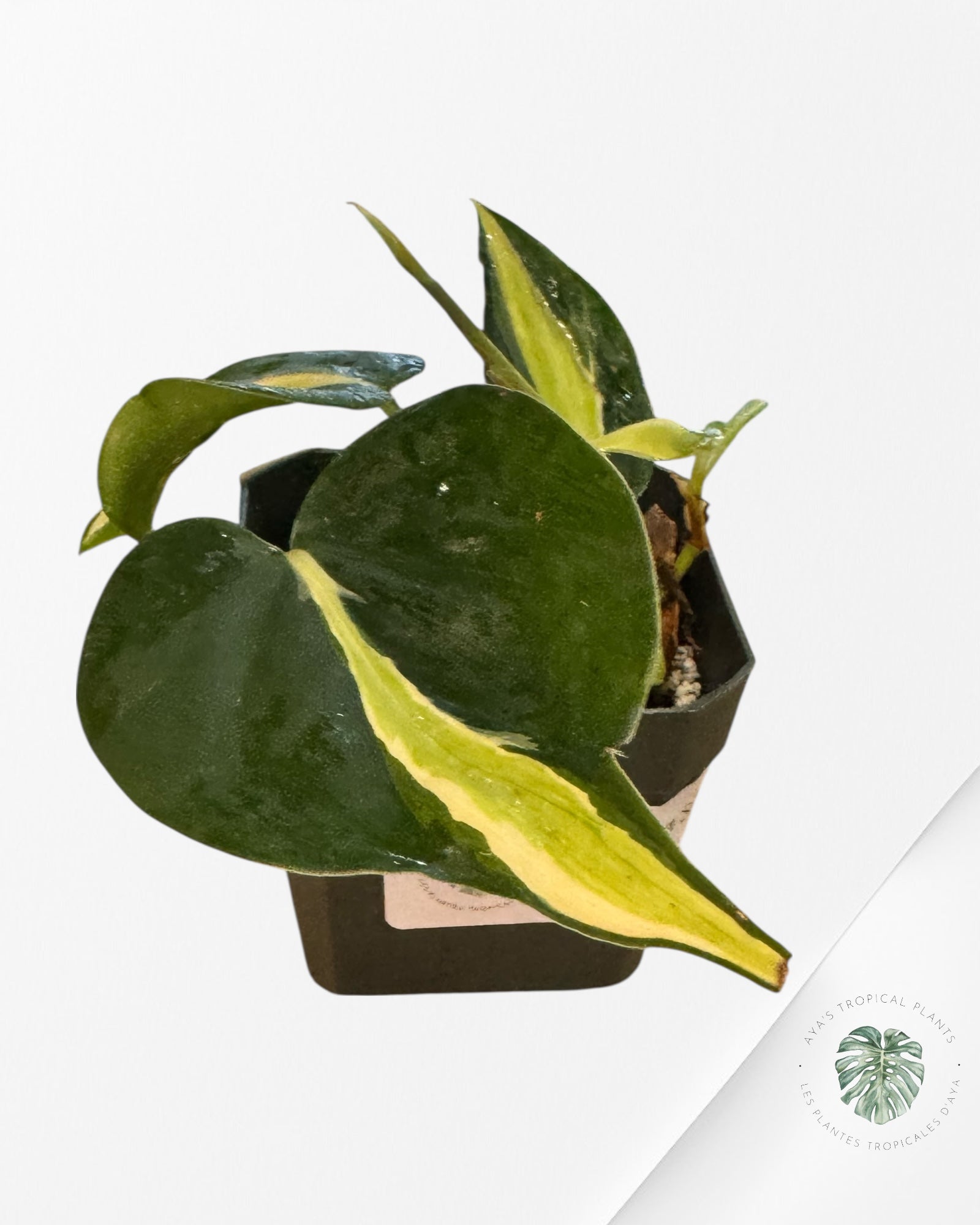 Philodendron Silver Stripes -A