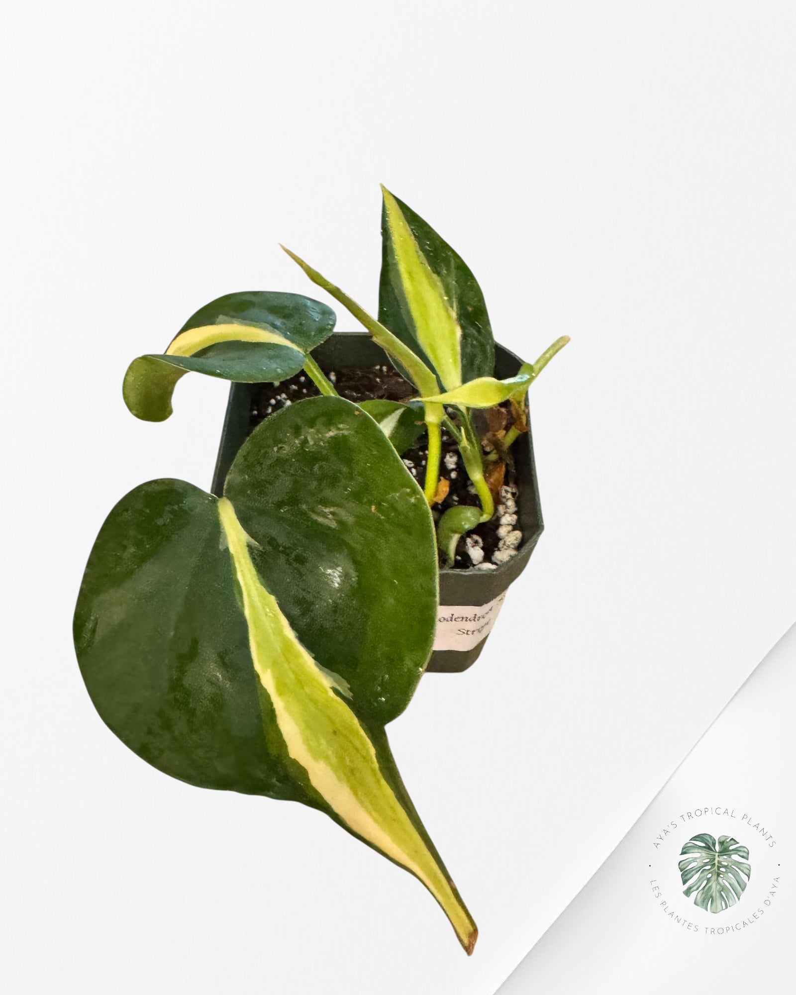 Philodendron Silver Stripes -A