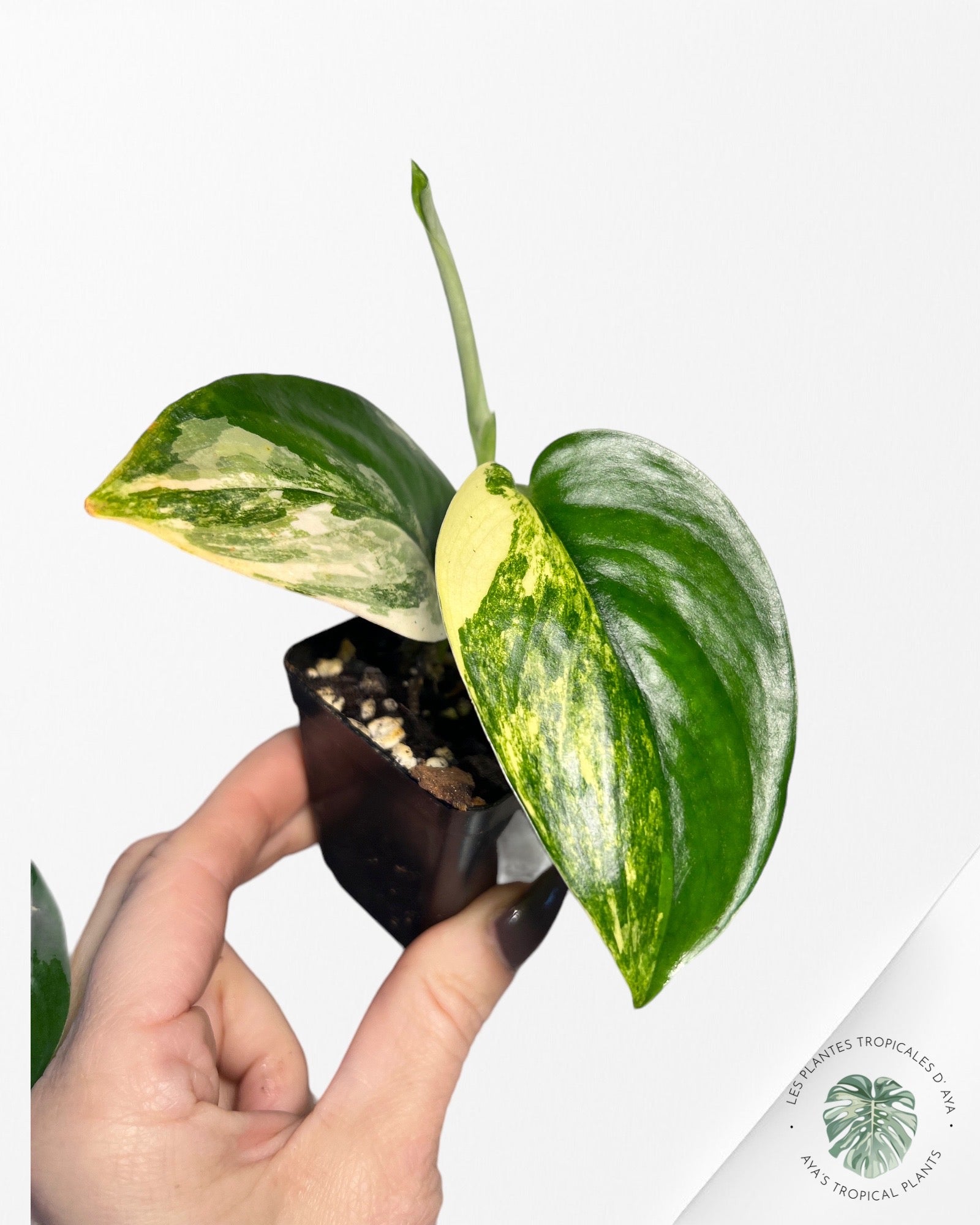 Scindapsus Jade Satin Albo Variagated-w324