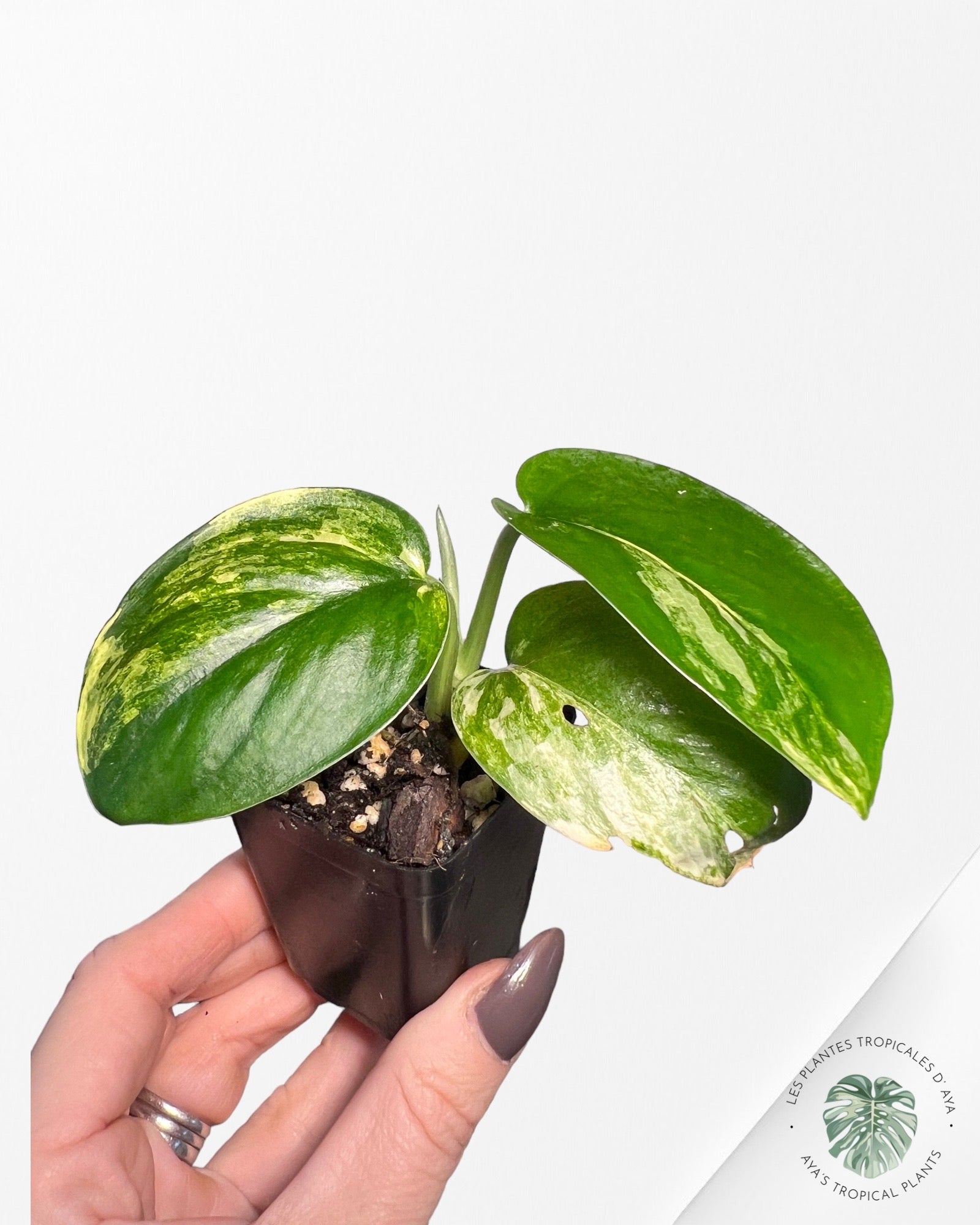 Scindapsus Jade Satin Variagated-D11