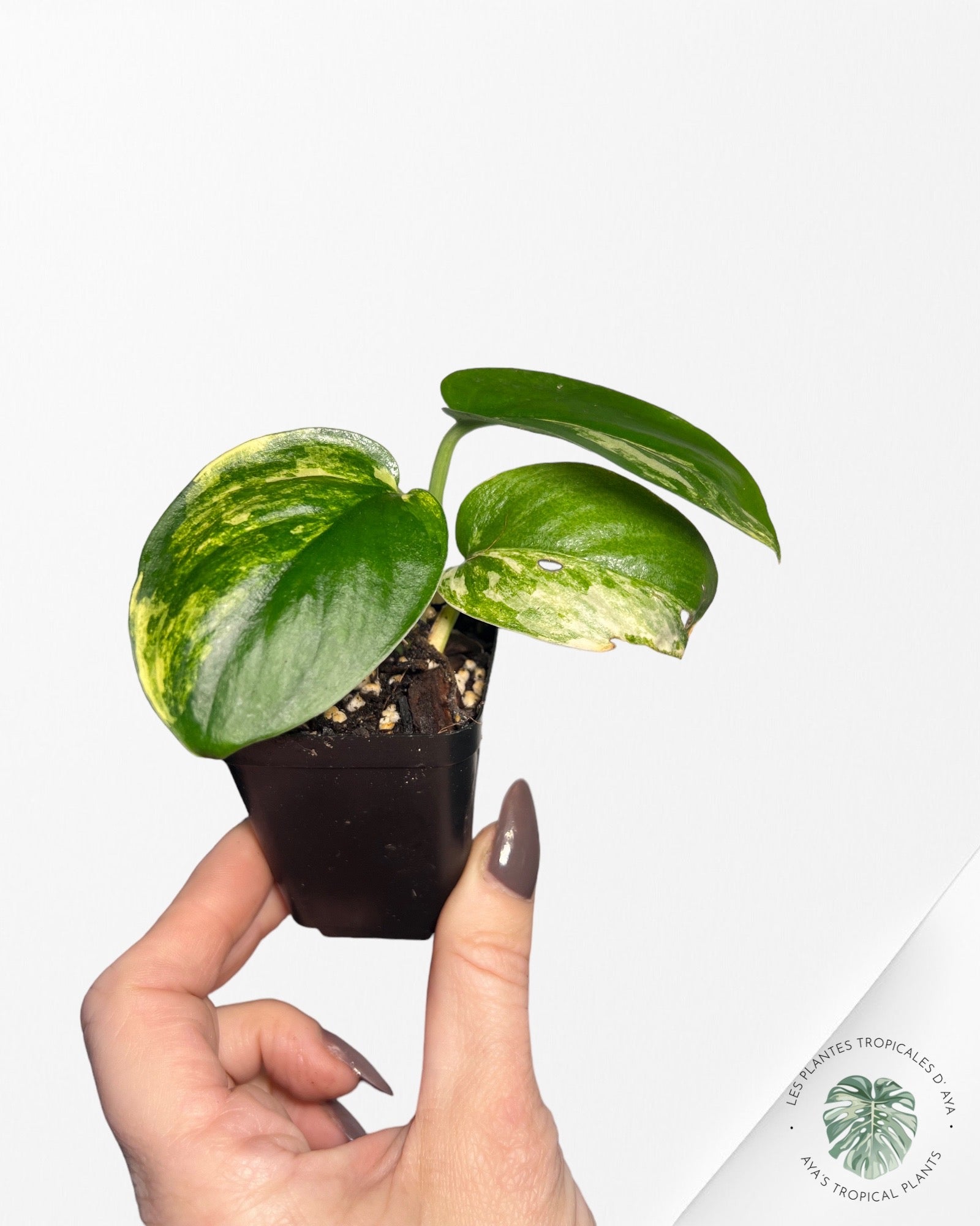 Scindapsus Jade Satin Variagated-D11