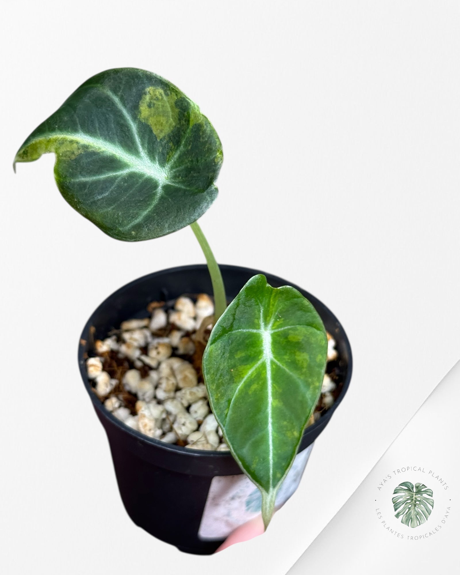 Alocasia Black Velvet Pink Panaché Aurea