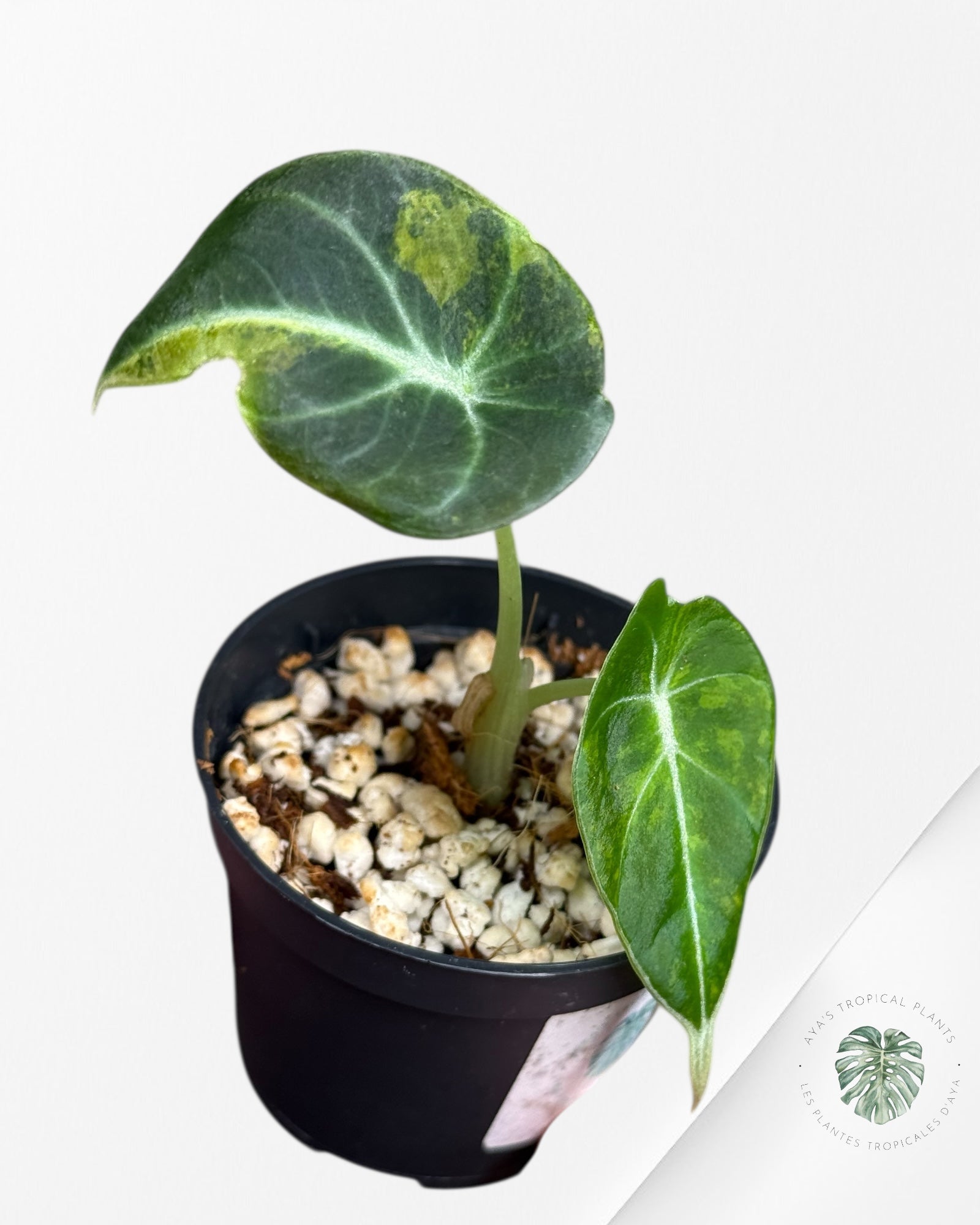 Alocasia Black Velvet Pink Panaché Aurea