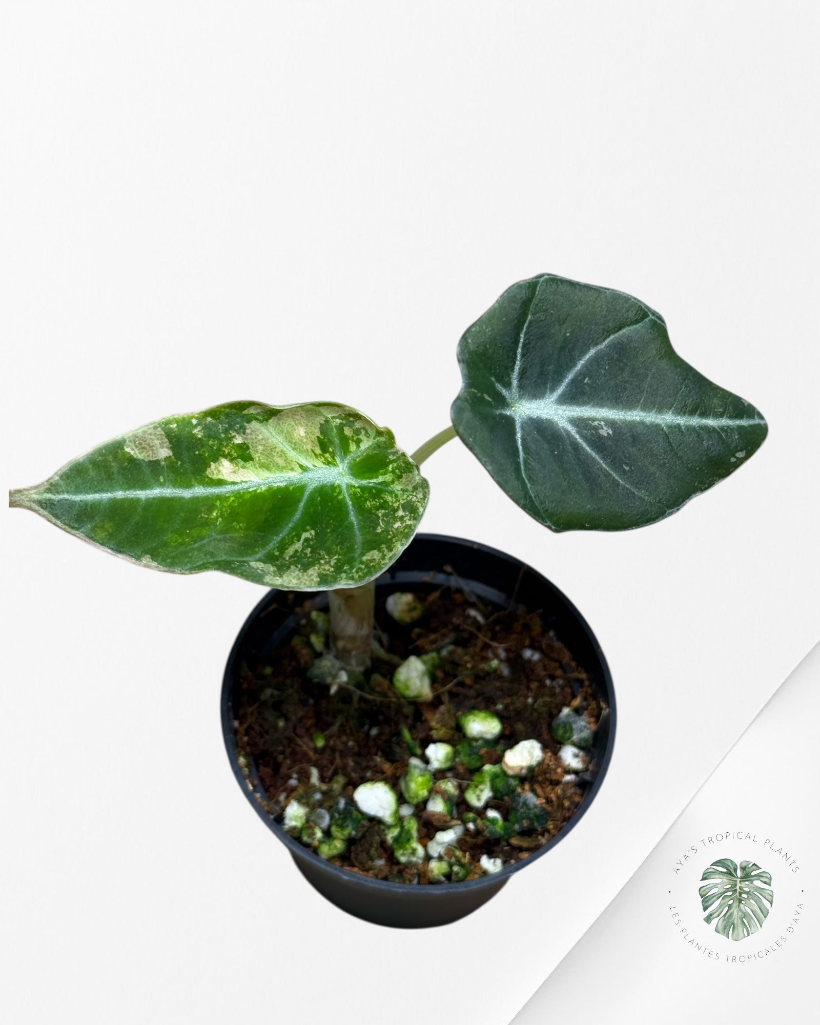 Alocasia Black Velvet Rose Panaché - 501