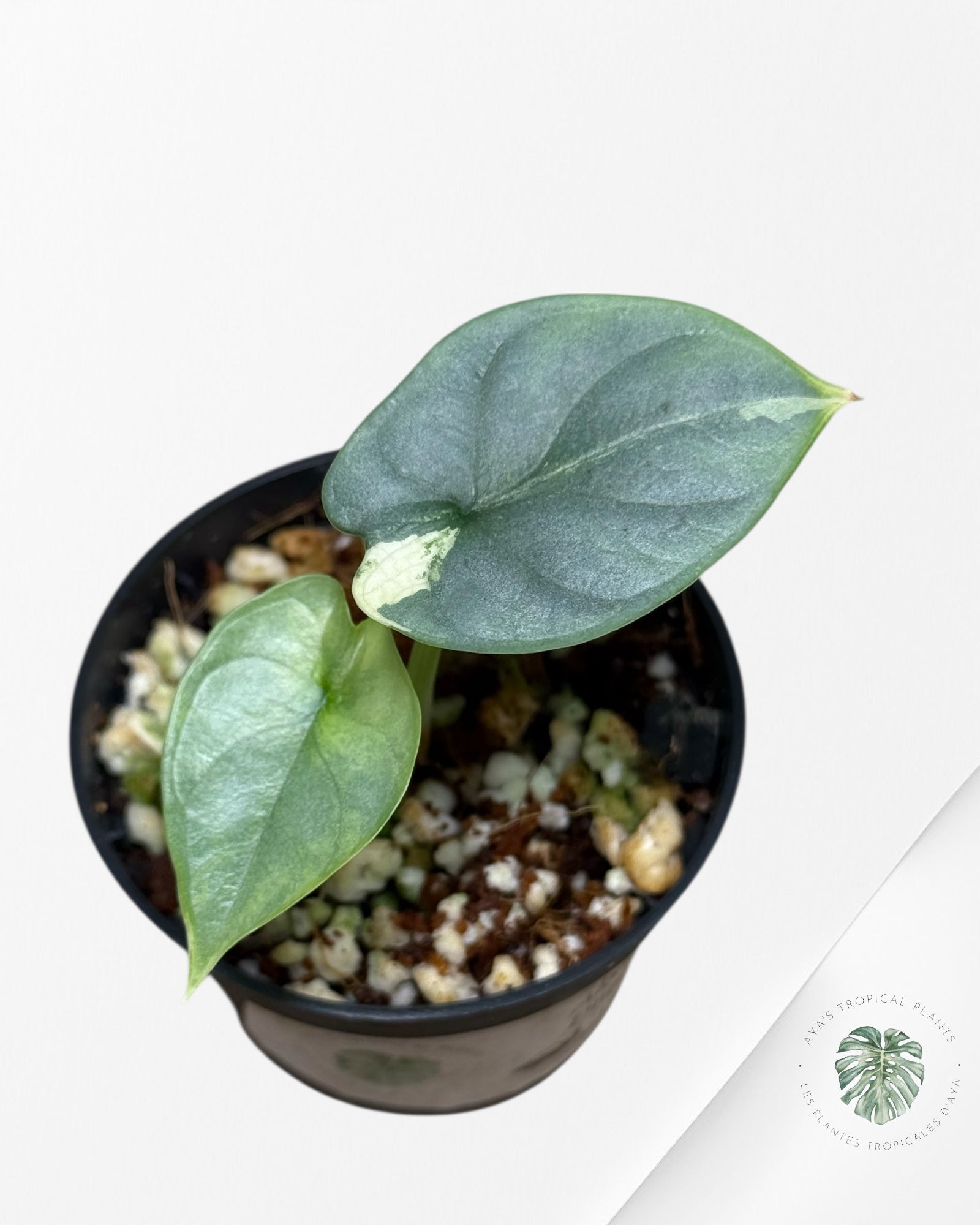 Alocasia Silver Dragon Aurea panaché -510