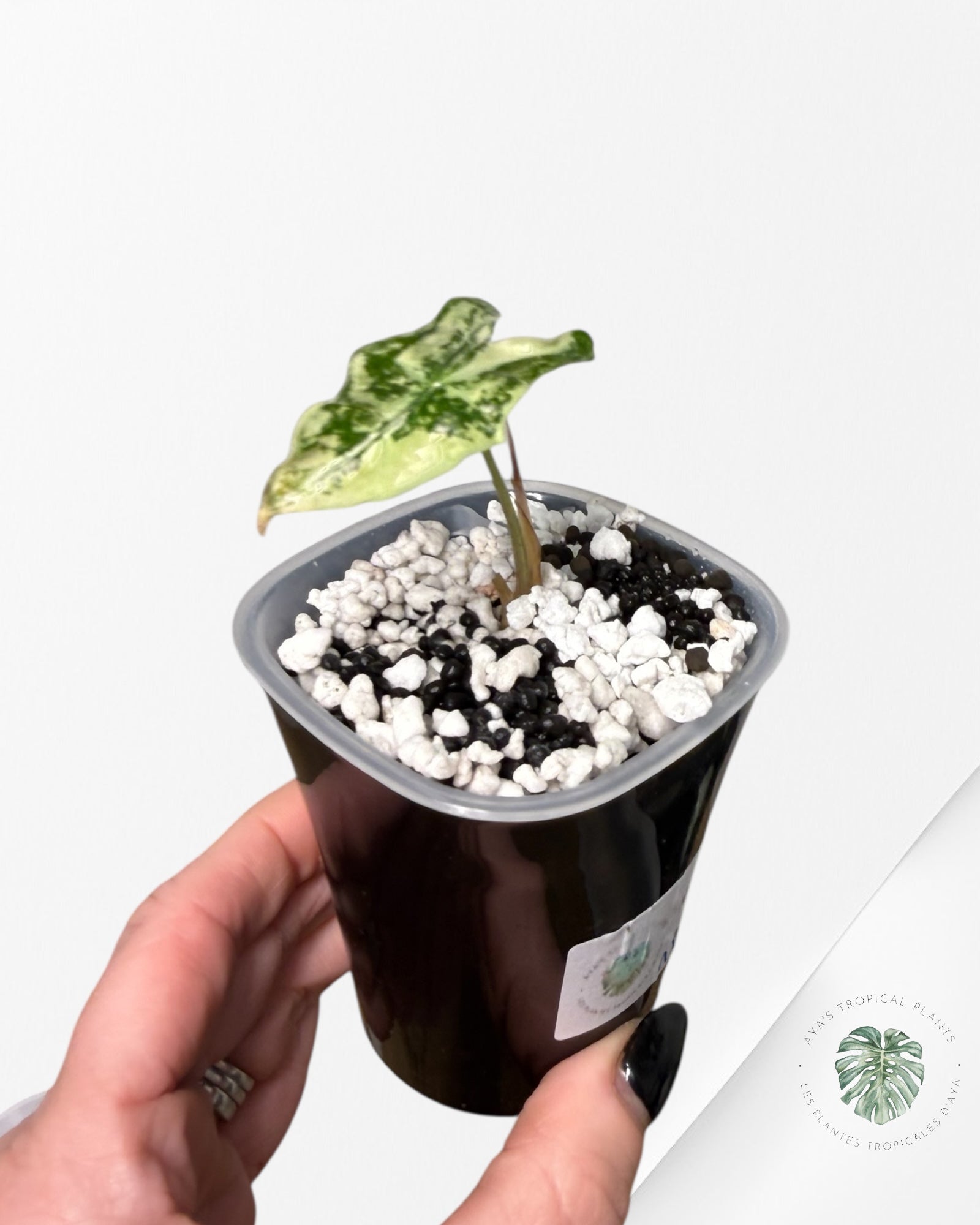 Alocasia Nobilis Variegated Pink