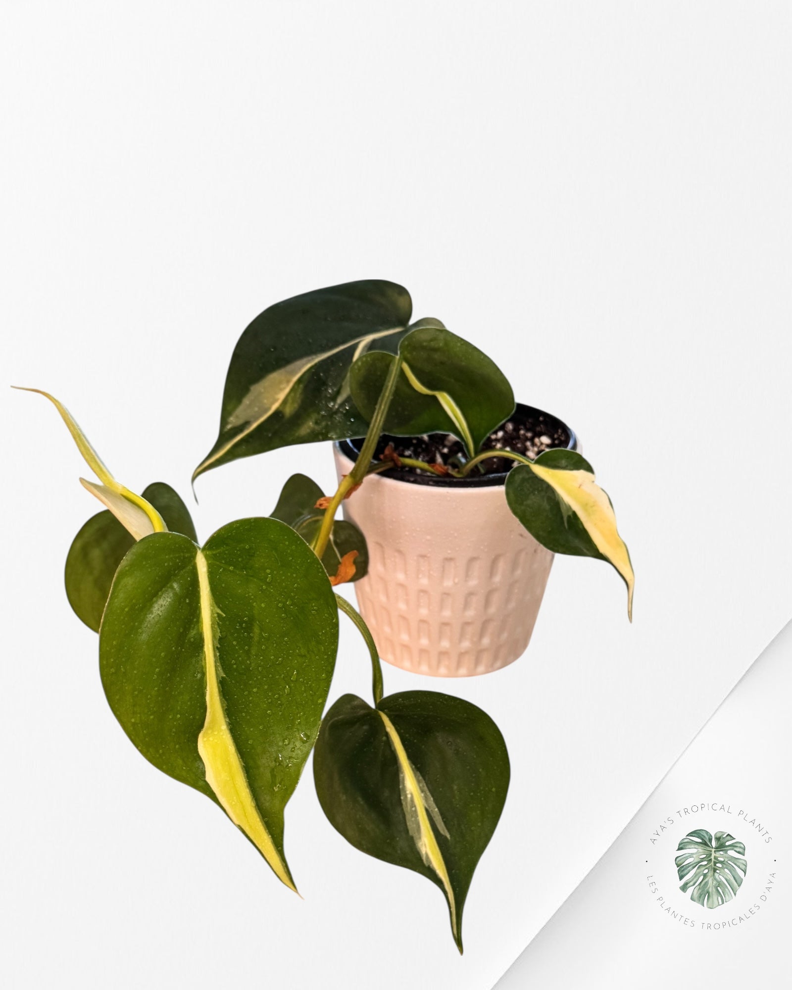 Philodendron Silver Stripes -C