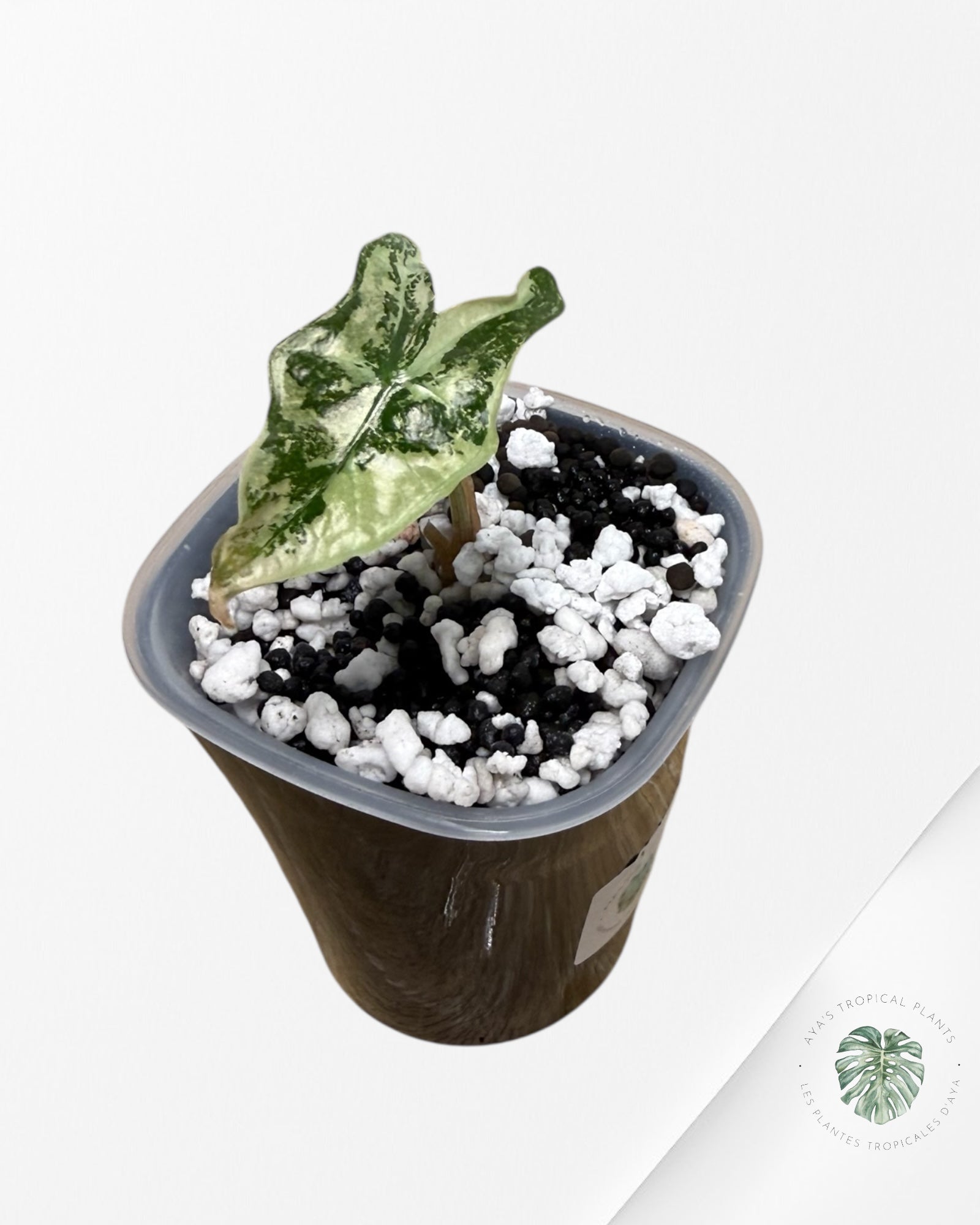 Alocasia Nobilis Variegated Pink