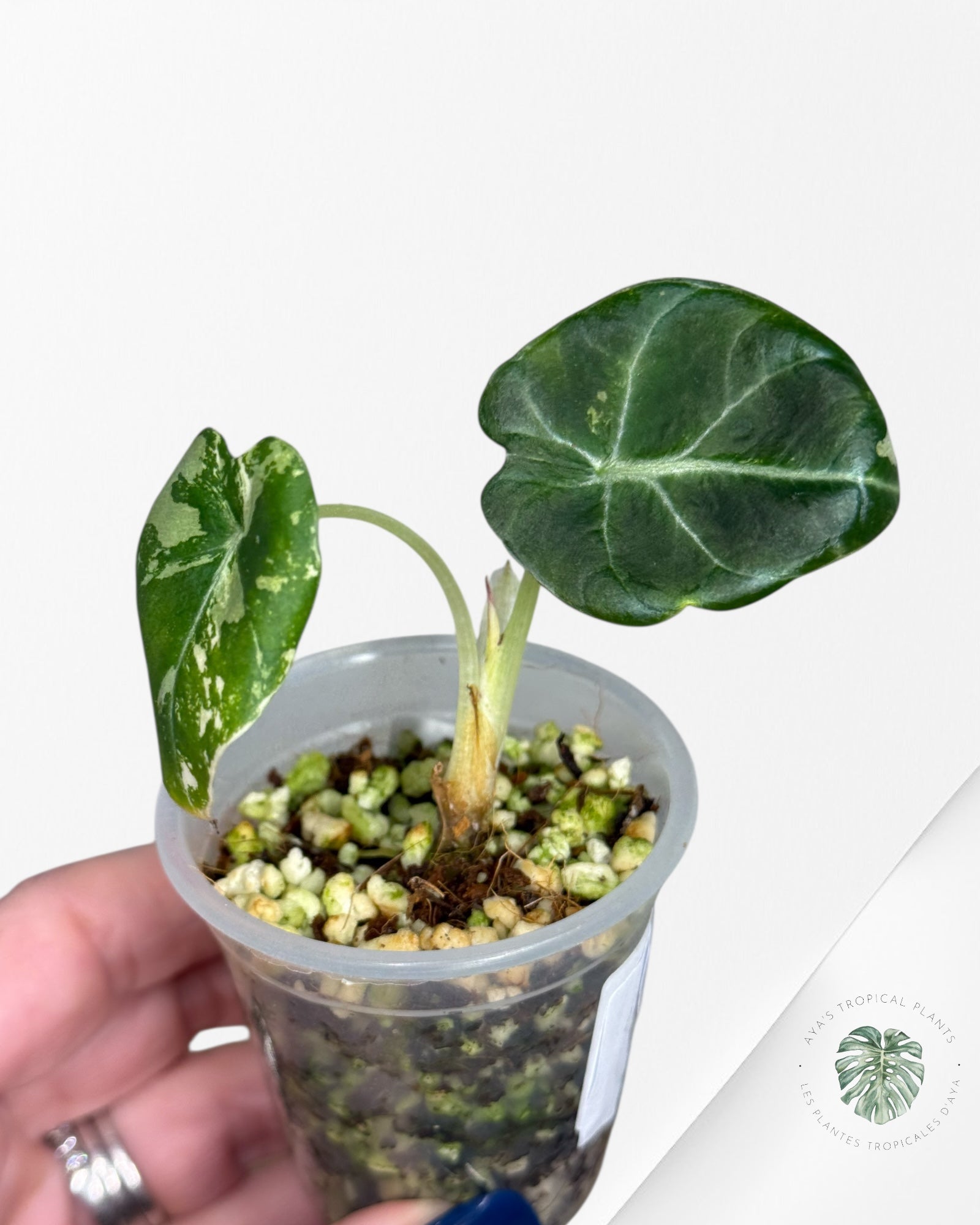 Alocasia Black Velvet Rose Panaché - 13A